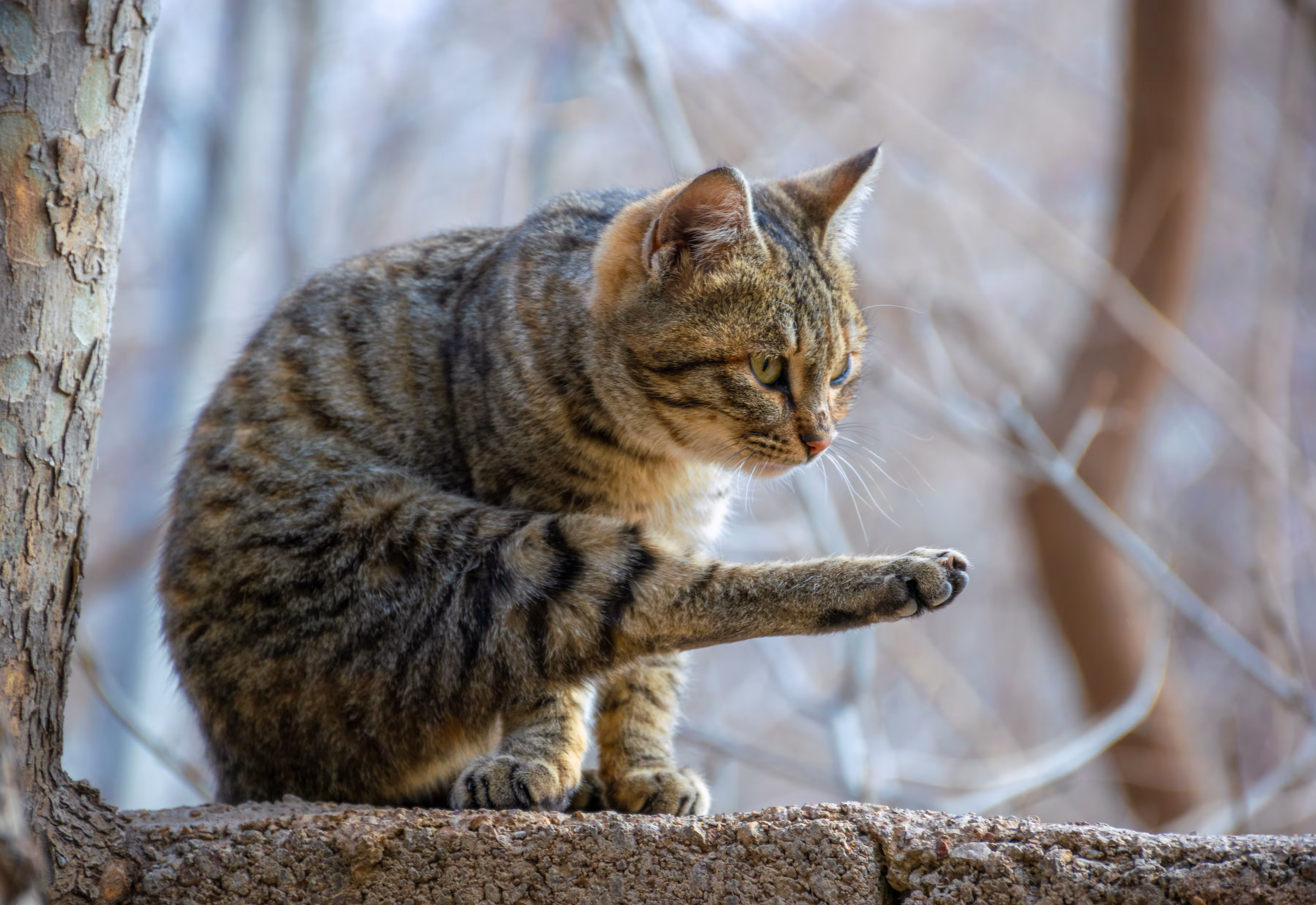 Yogi Cat