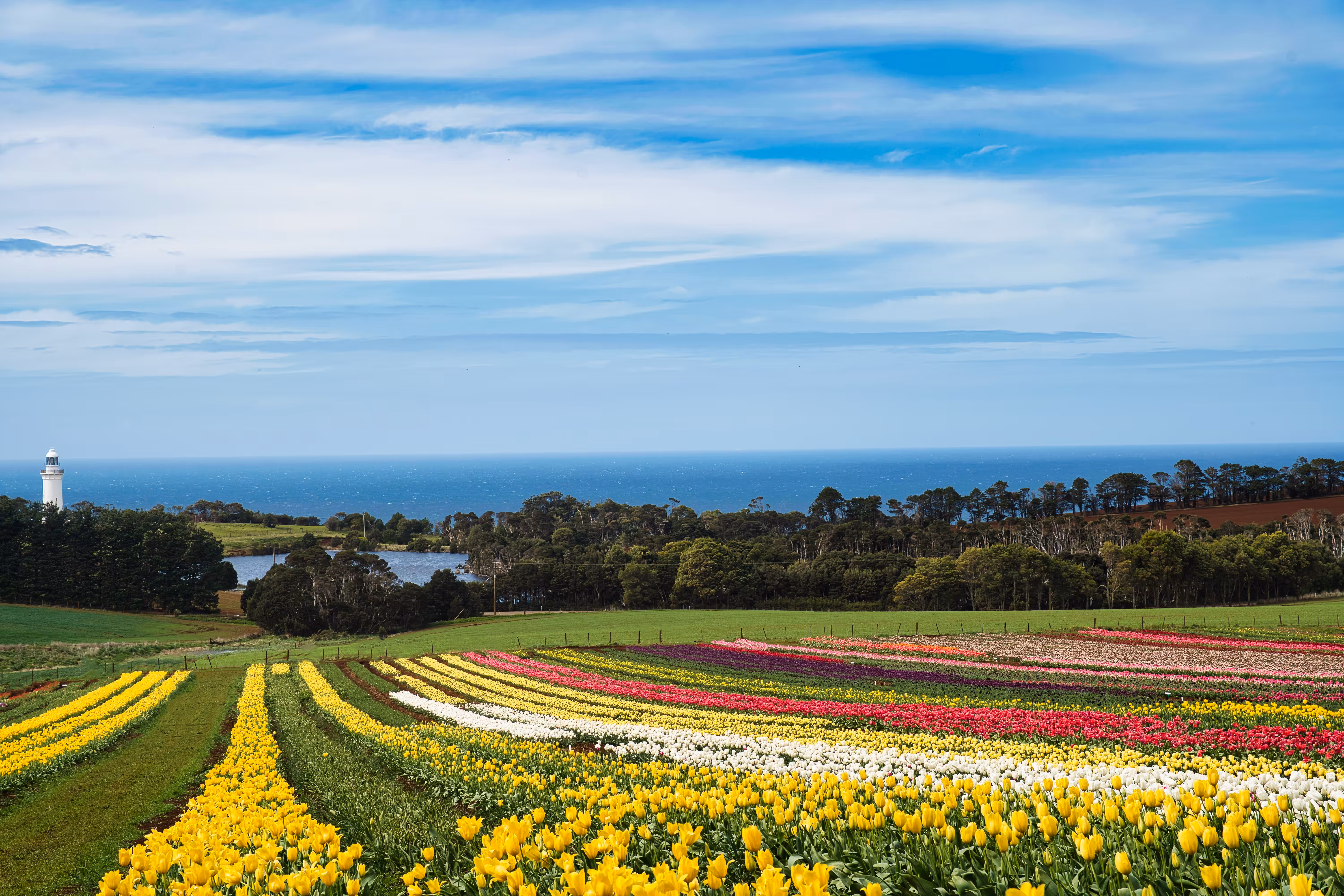 Table Cape Tulip Fever