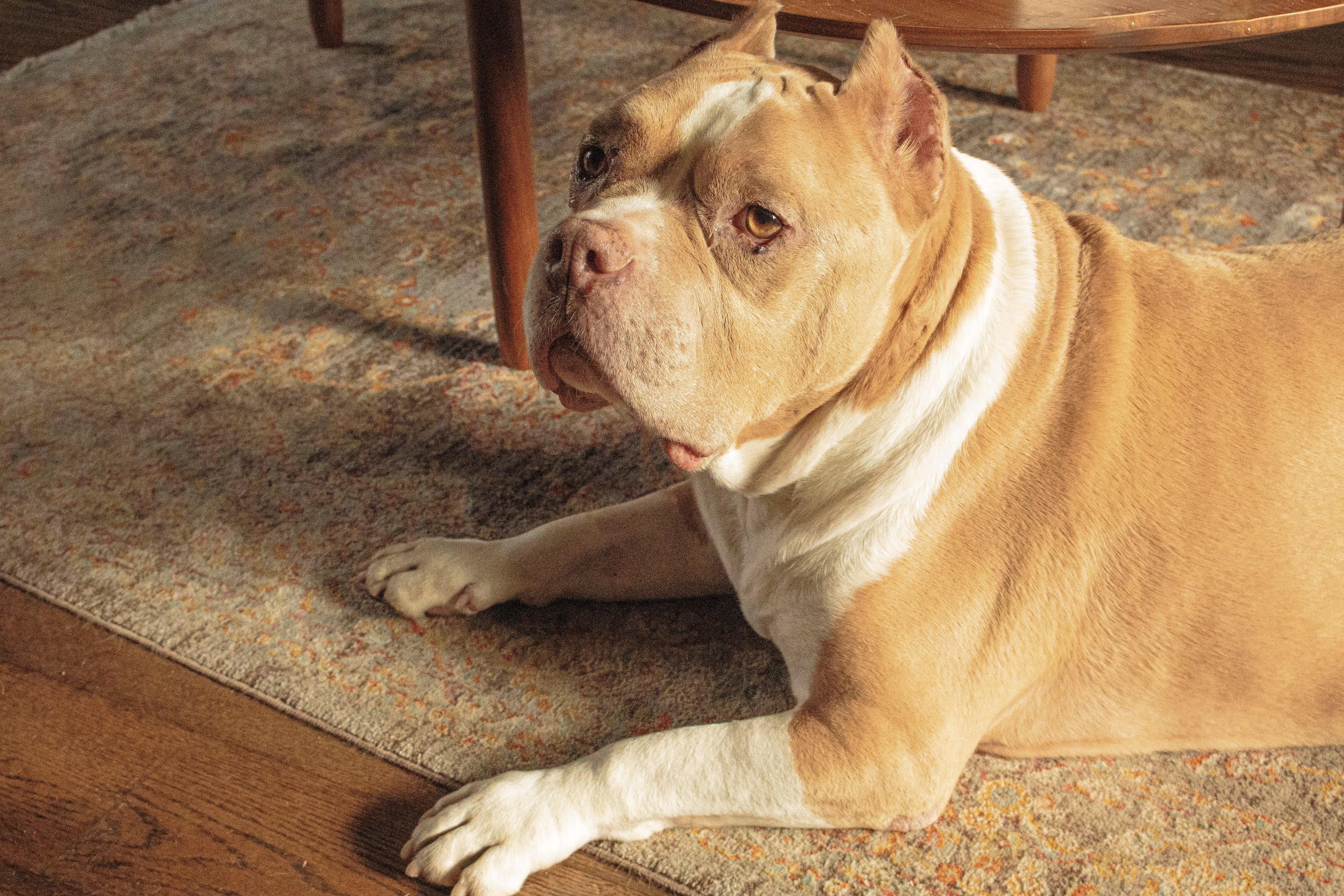 Dog on rug
