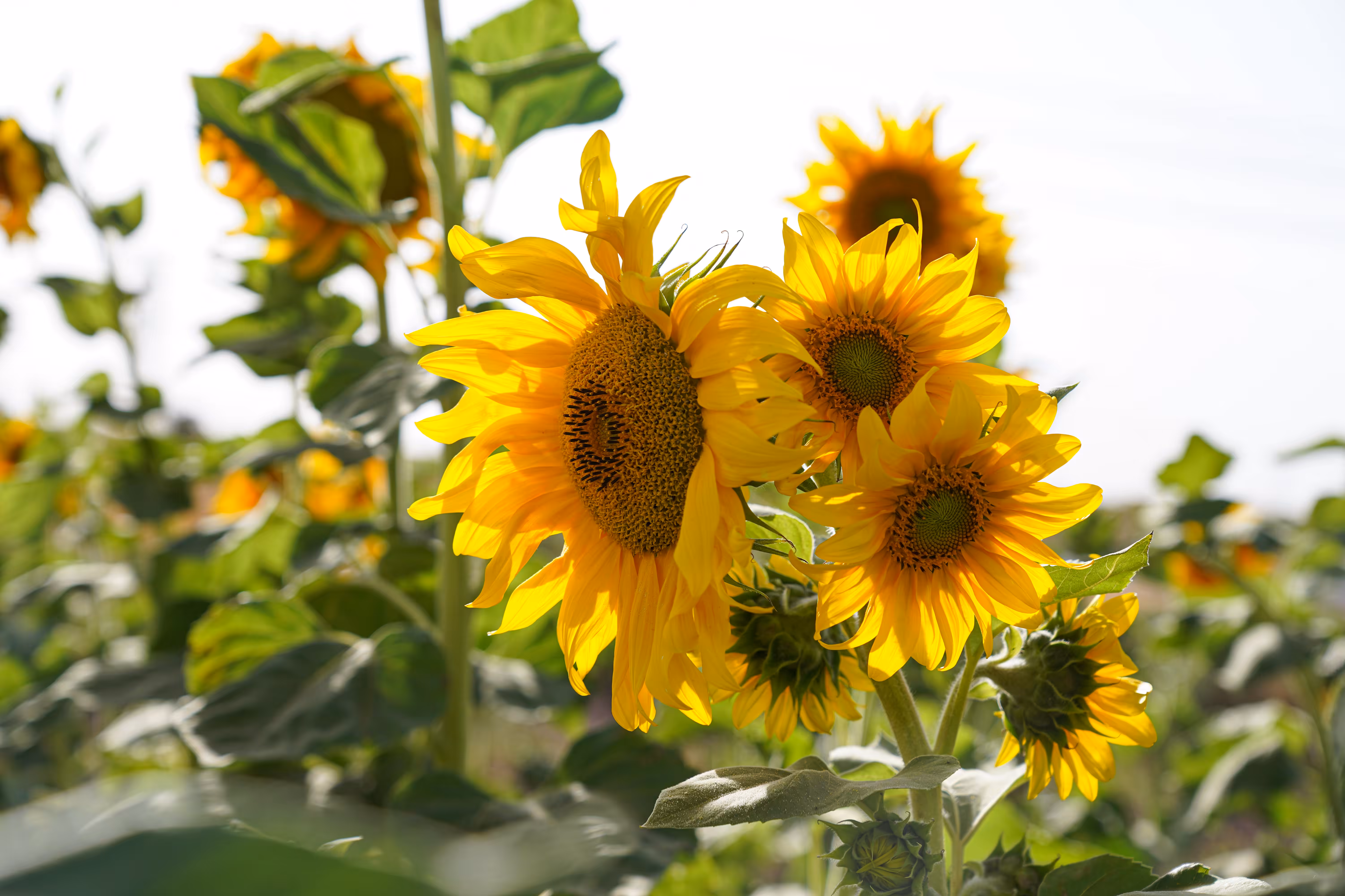flowers: Sunflower Dance