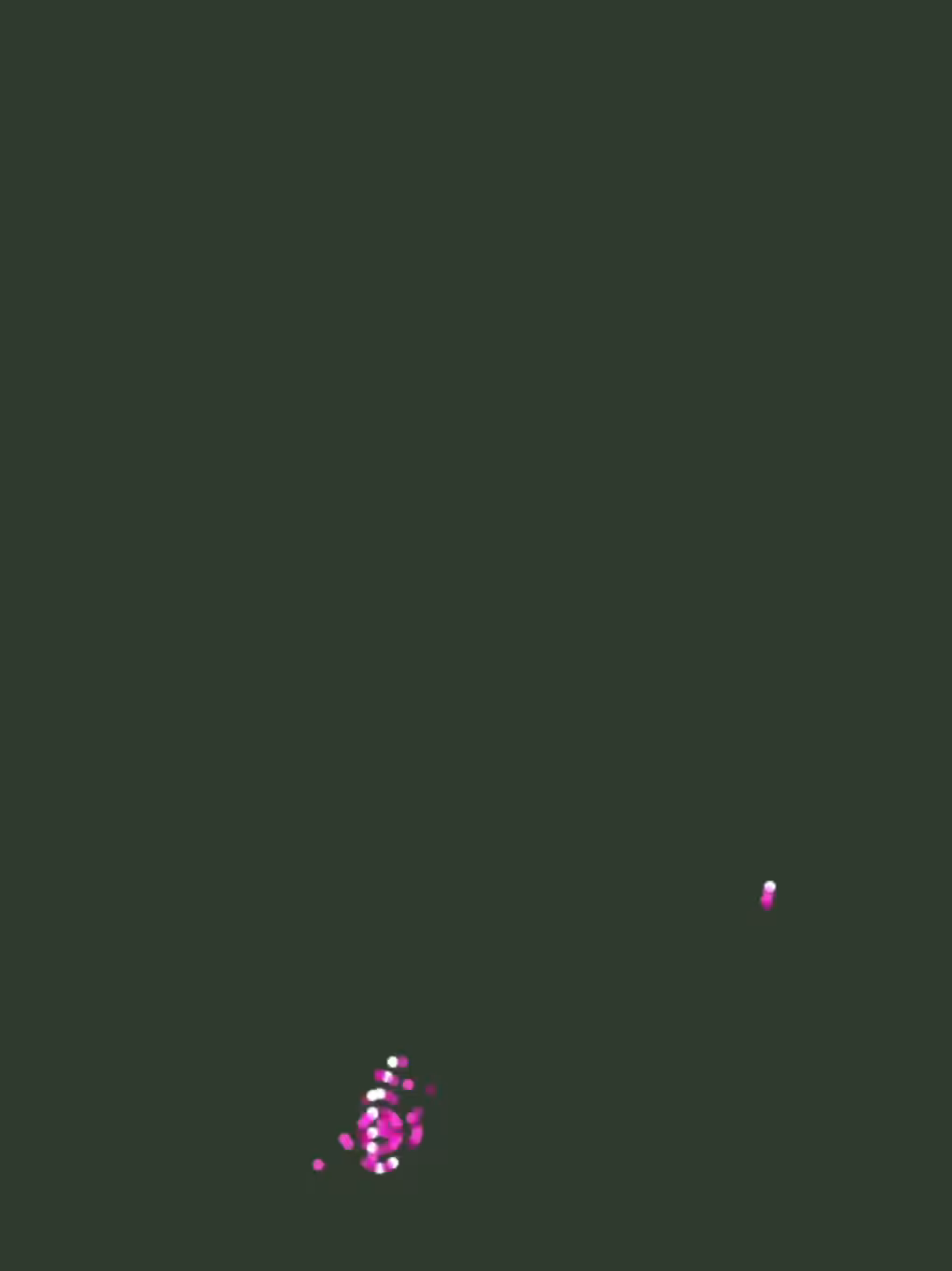 Cherry Blossom Tree