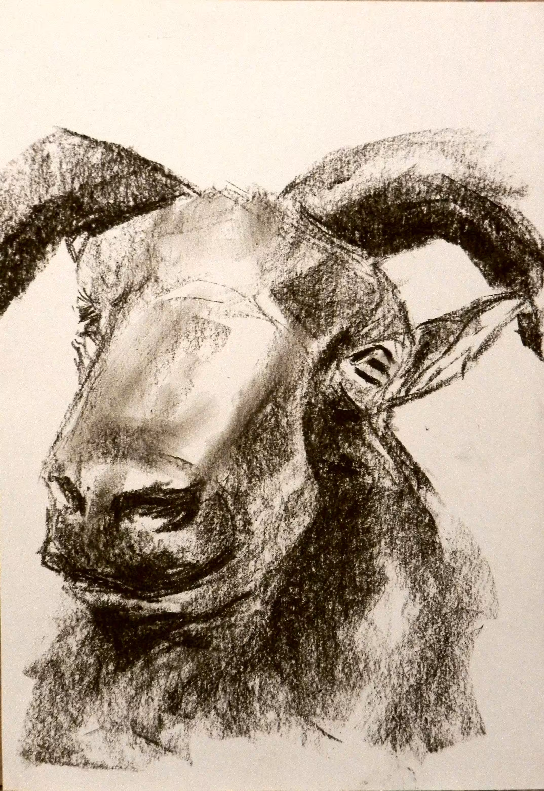 Goat 