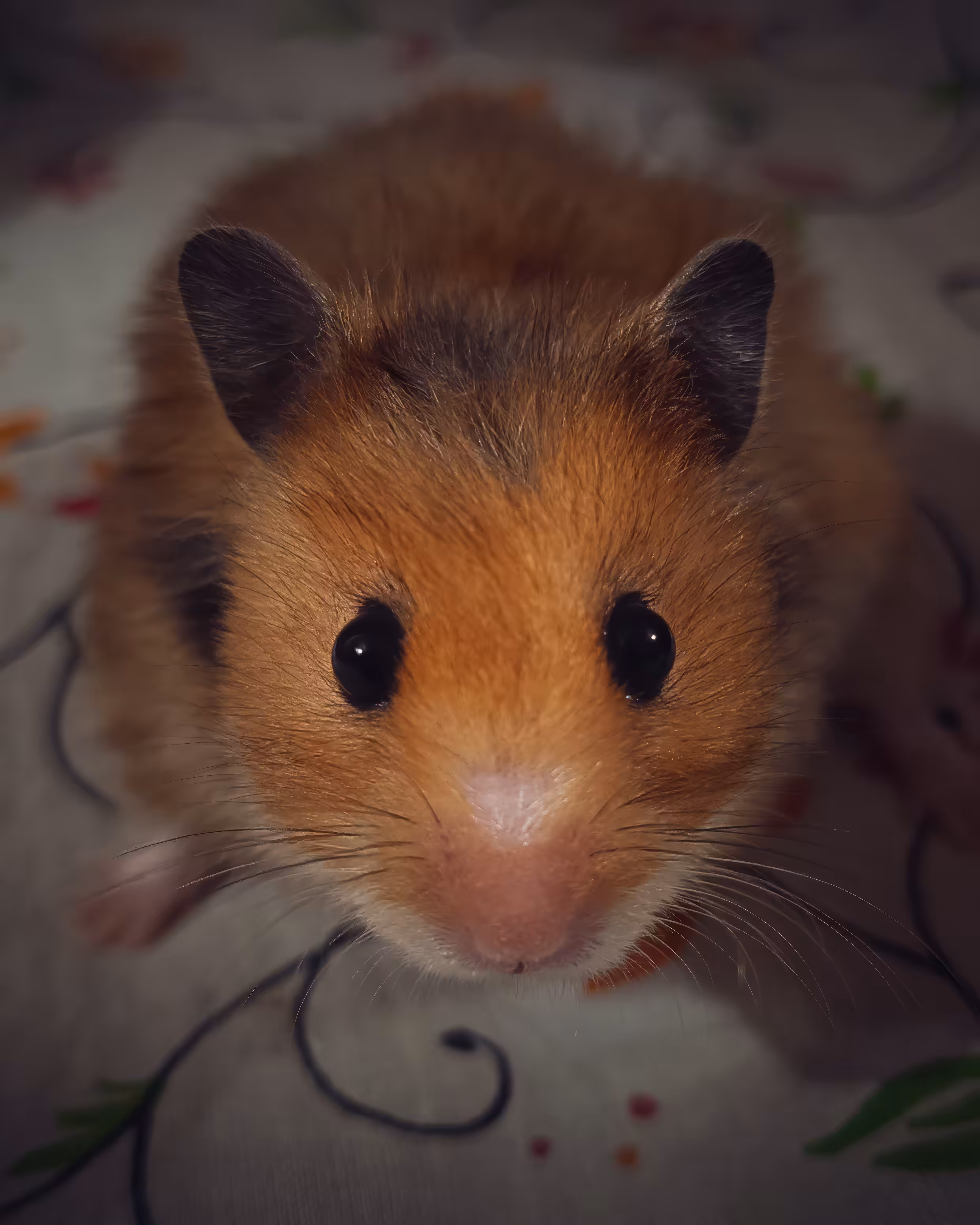 CHOCO