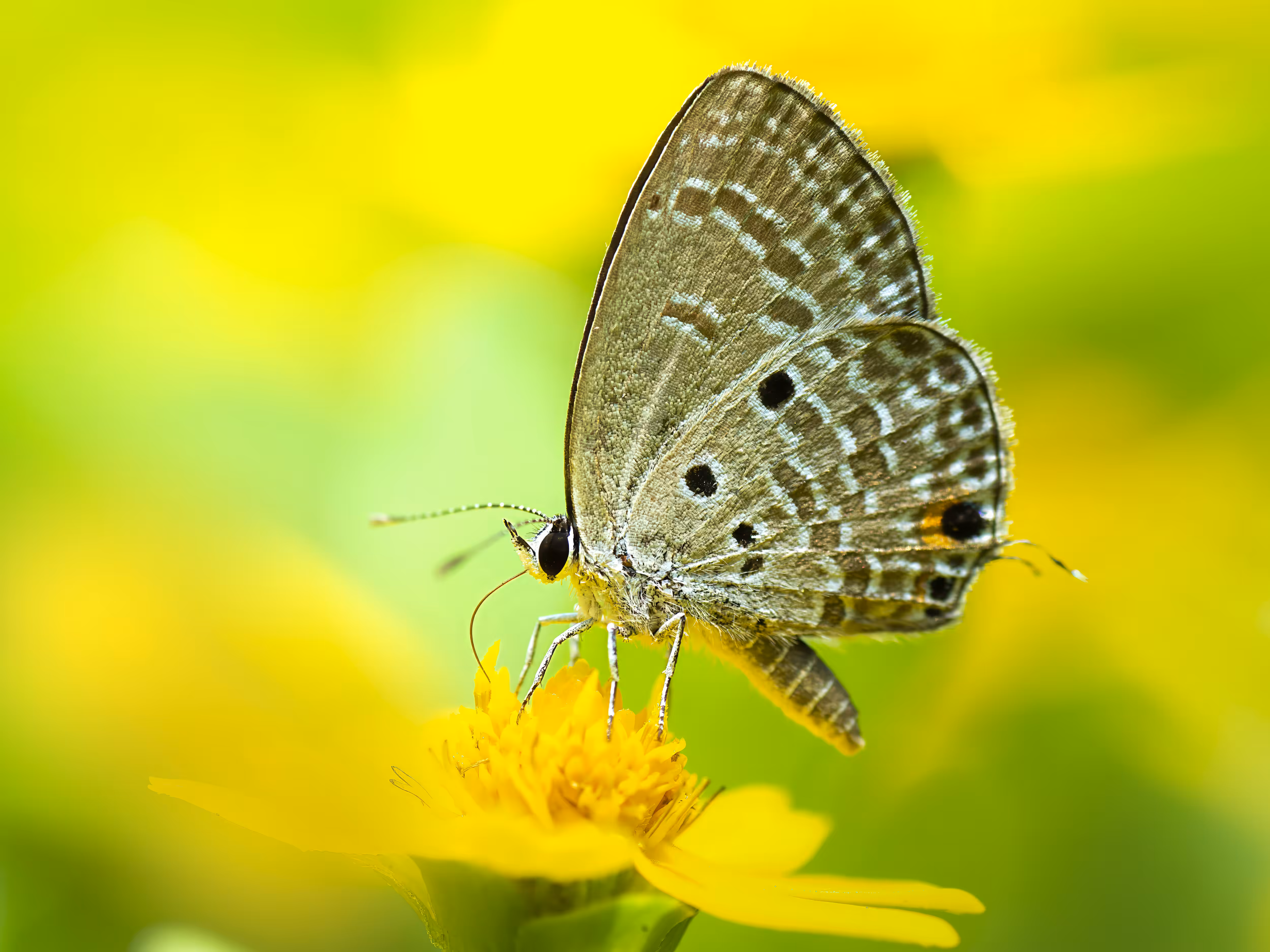 The Happy Valley: Plains Cupid Butterfly 