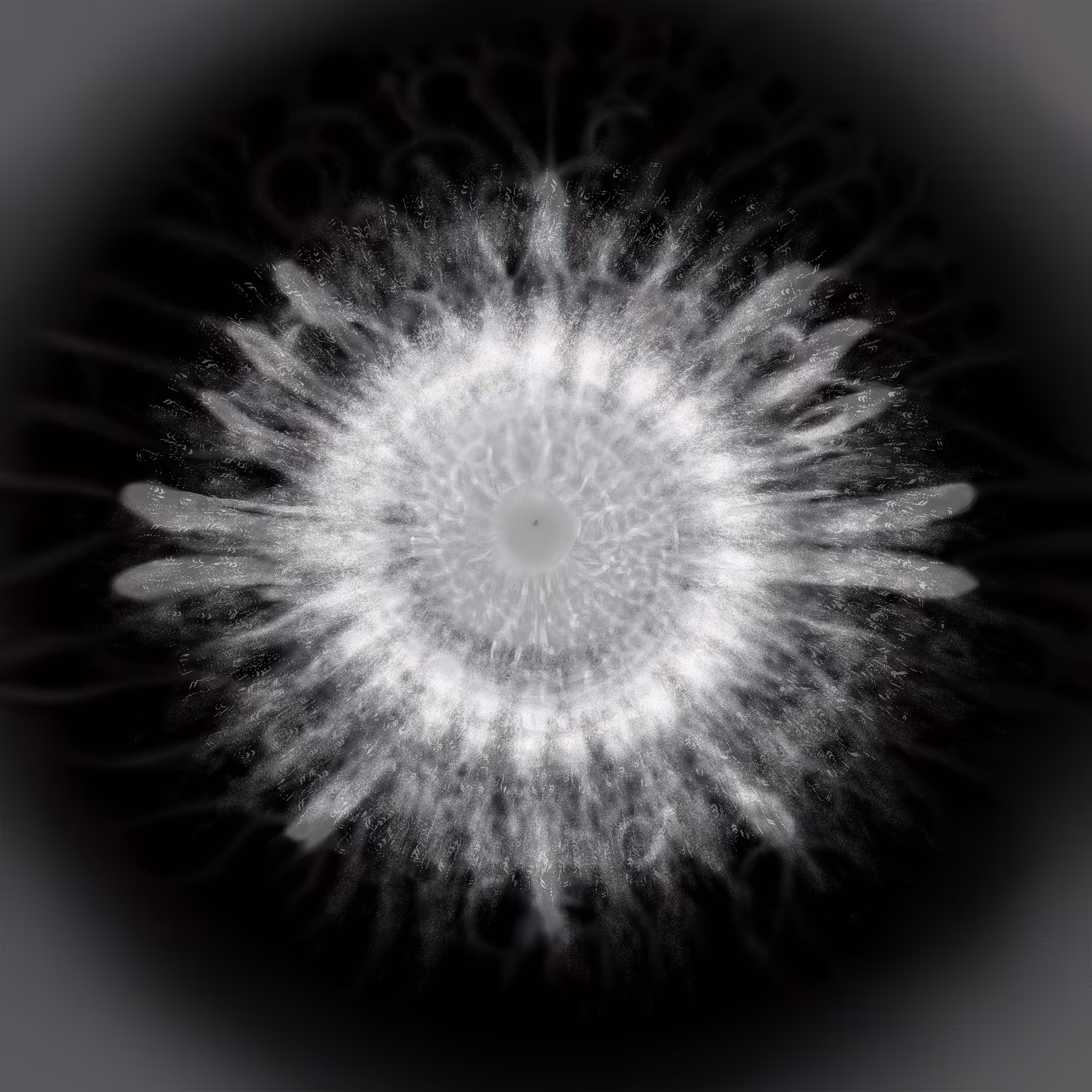Heliotrope I