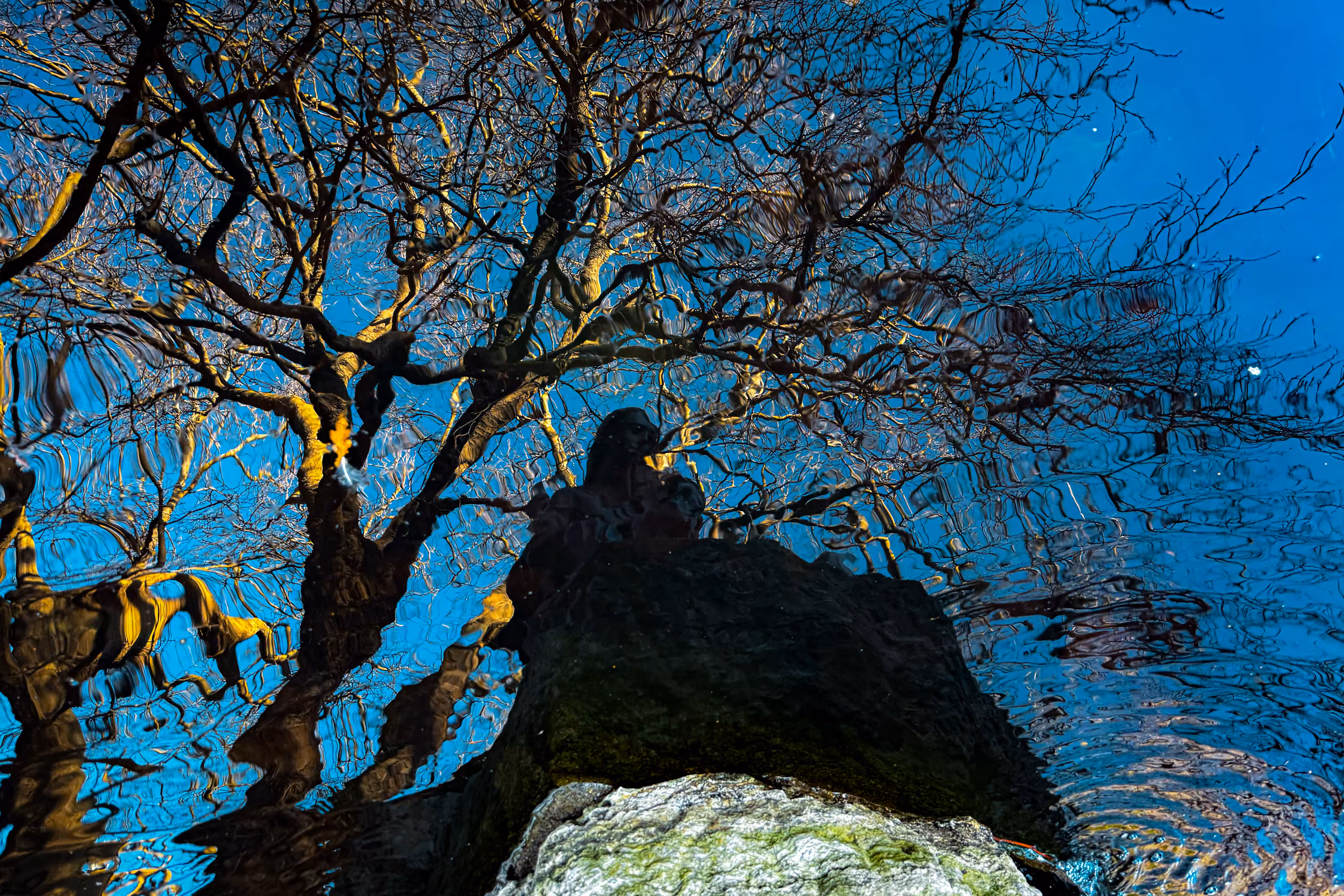 Dublin Nature