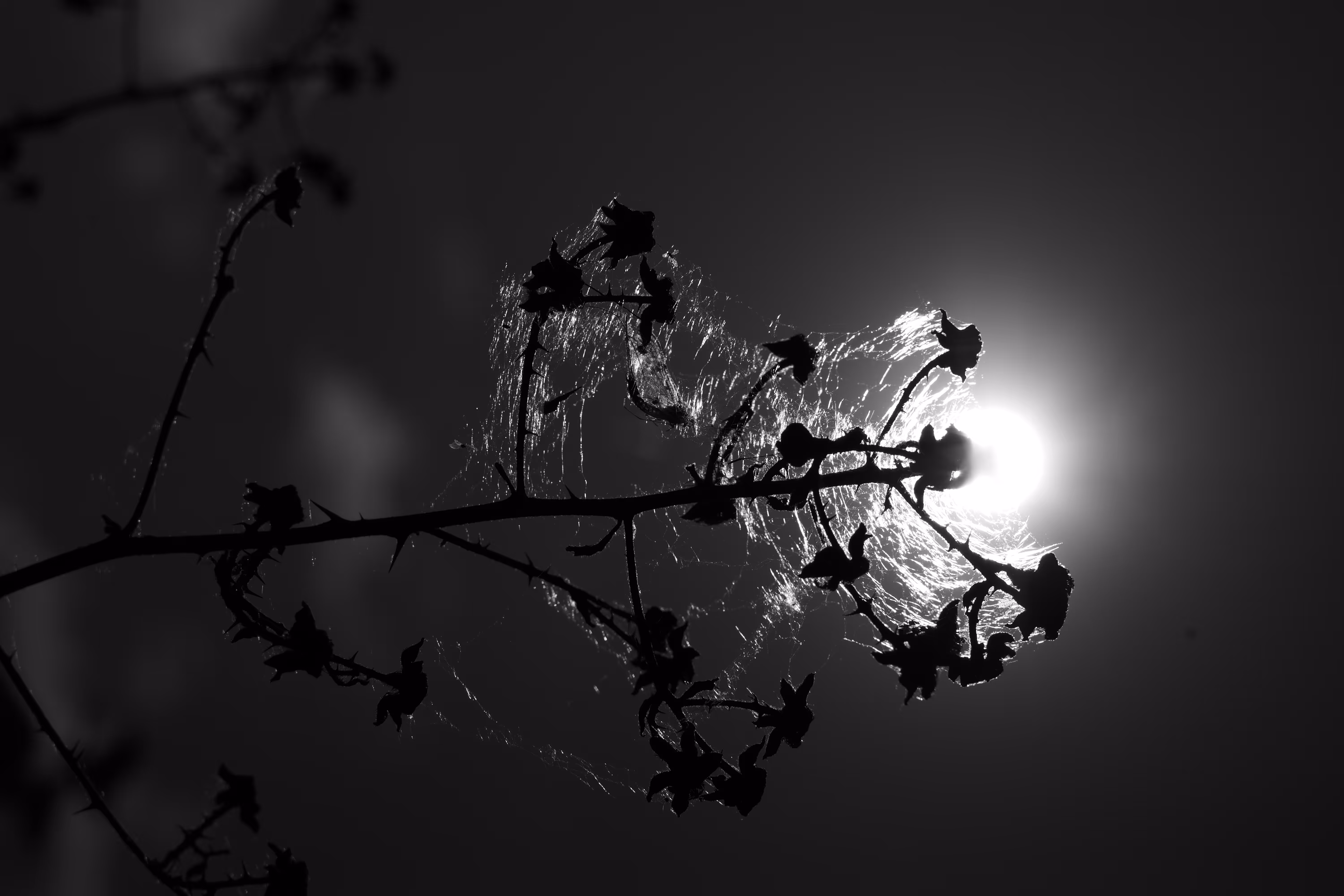 Light and The Web