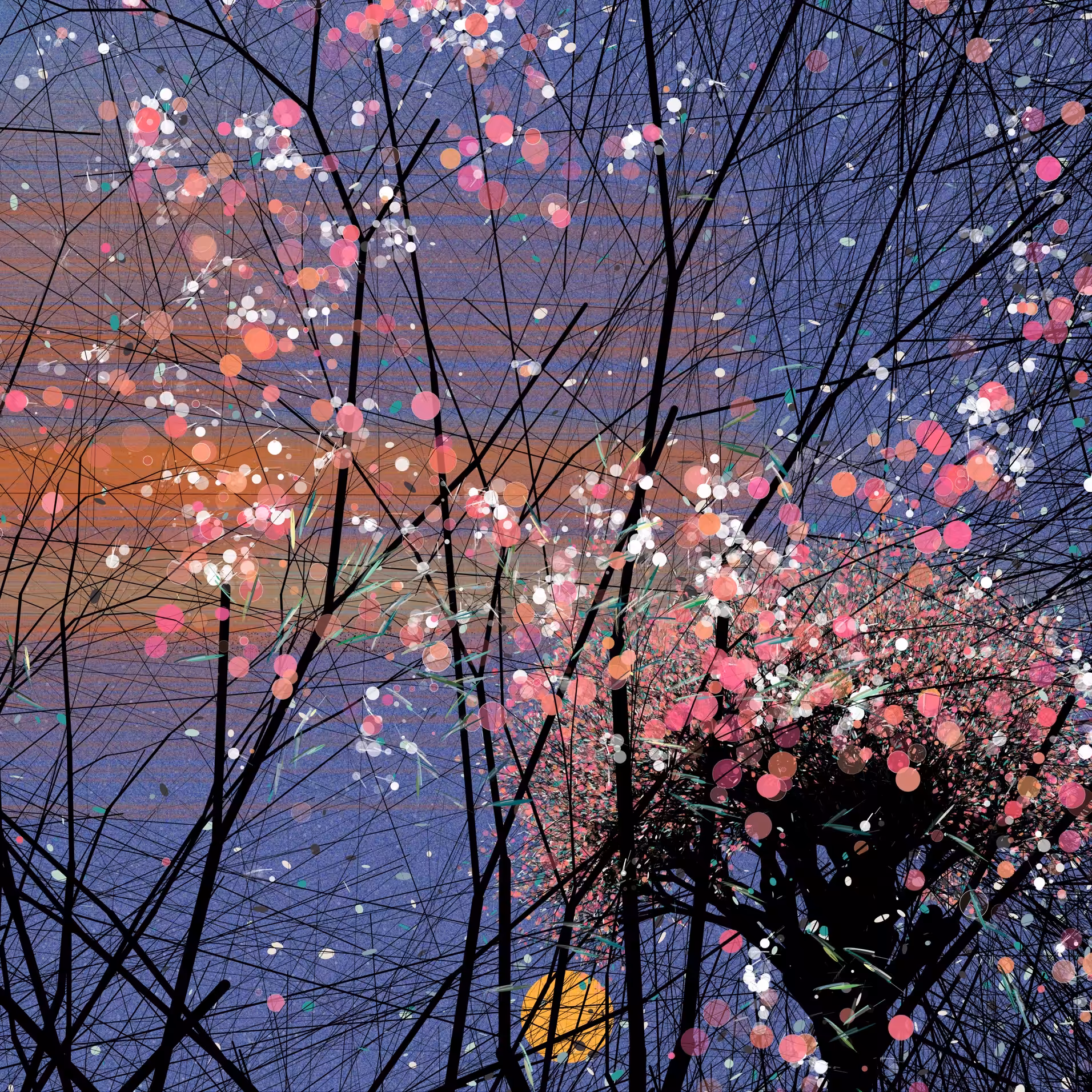 Sakura, cherry blossoms