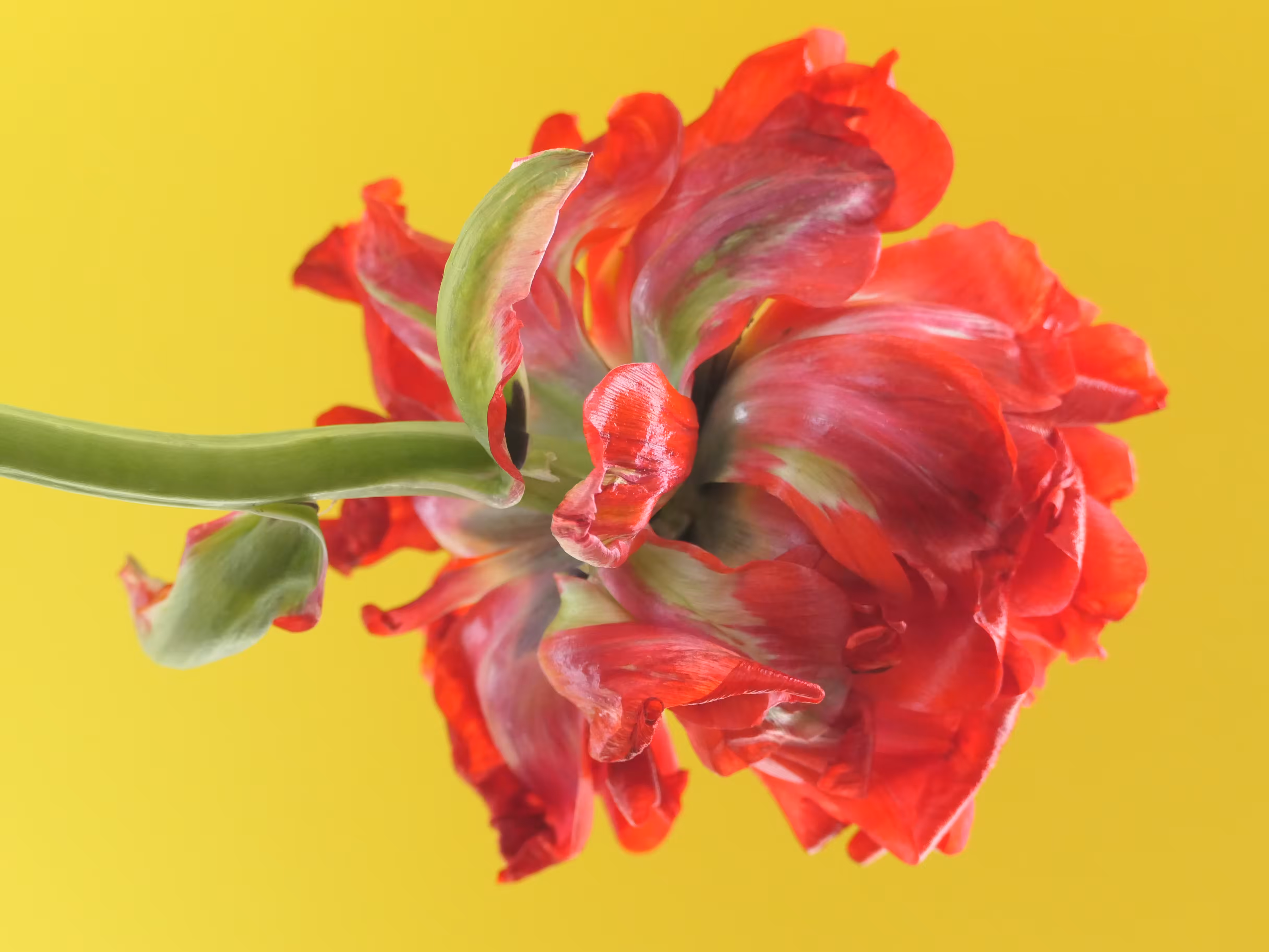 Rodeo posts: Tulip 1637 2024