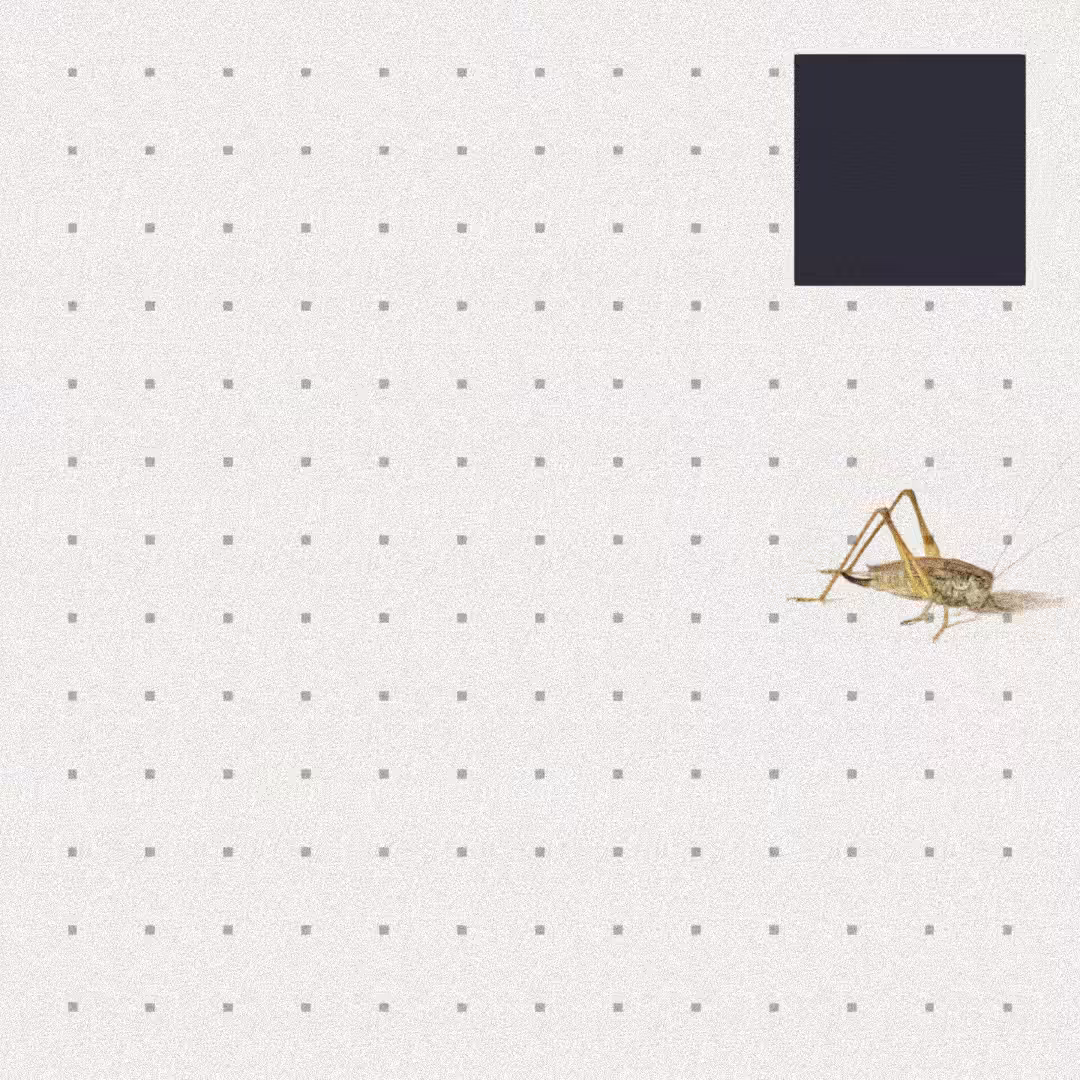 Grasshopper #70