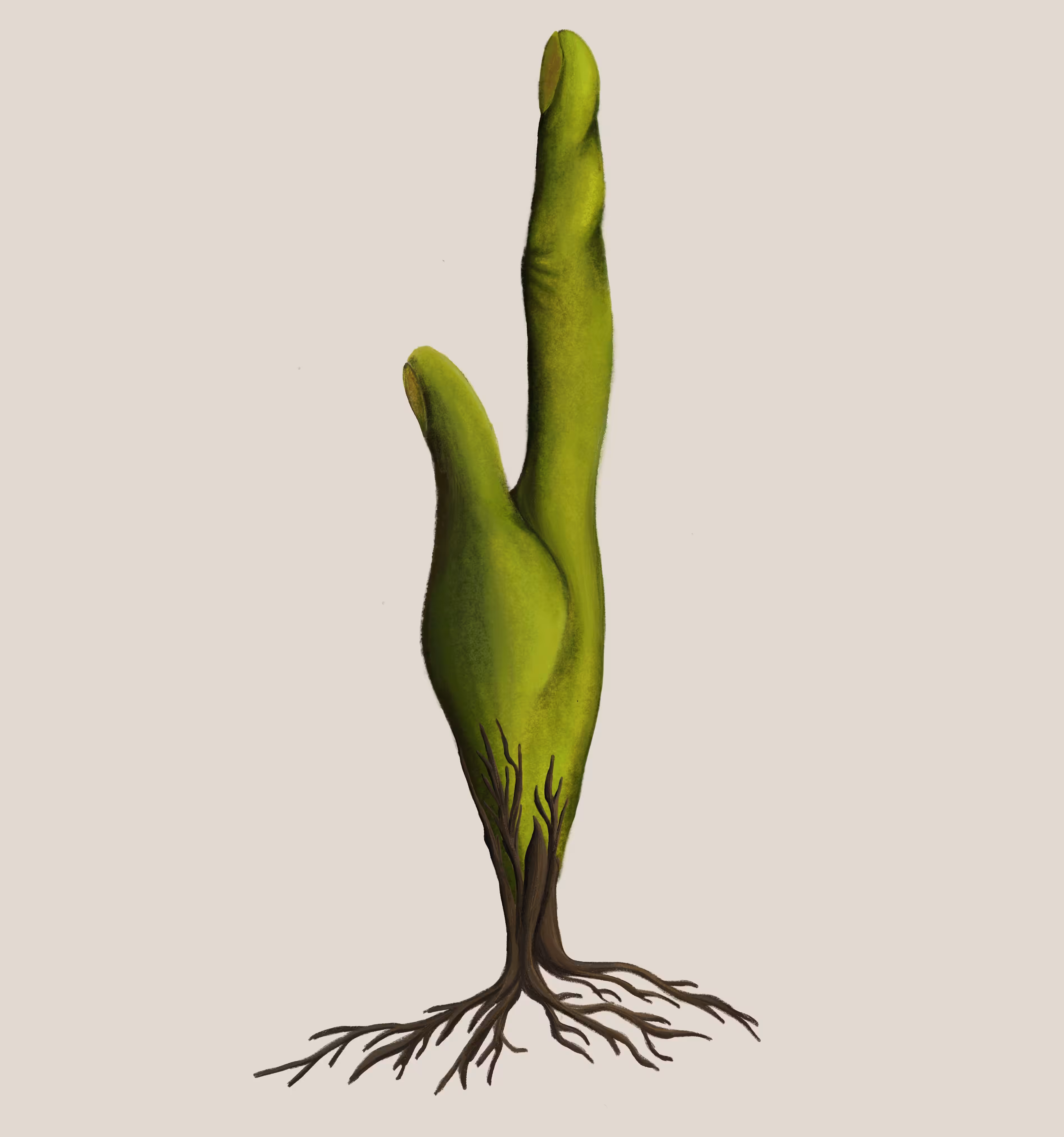 cacti natural