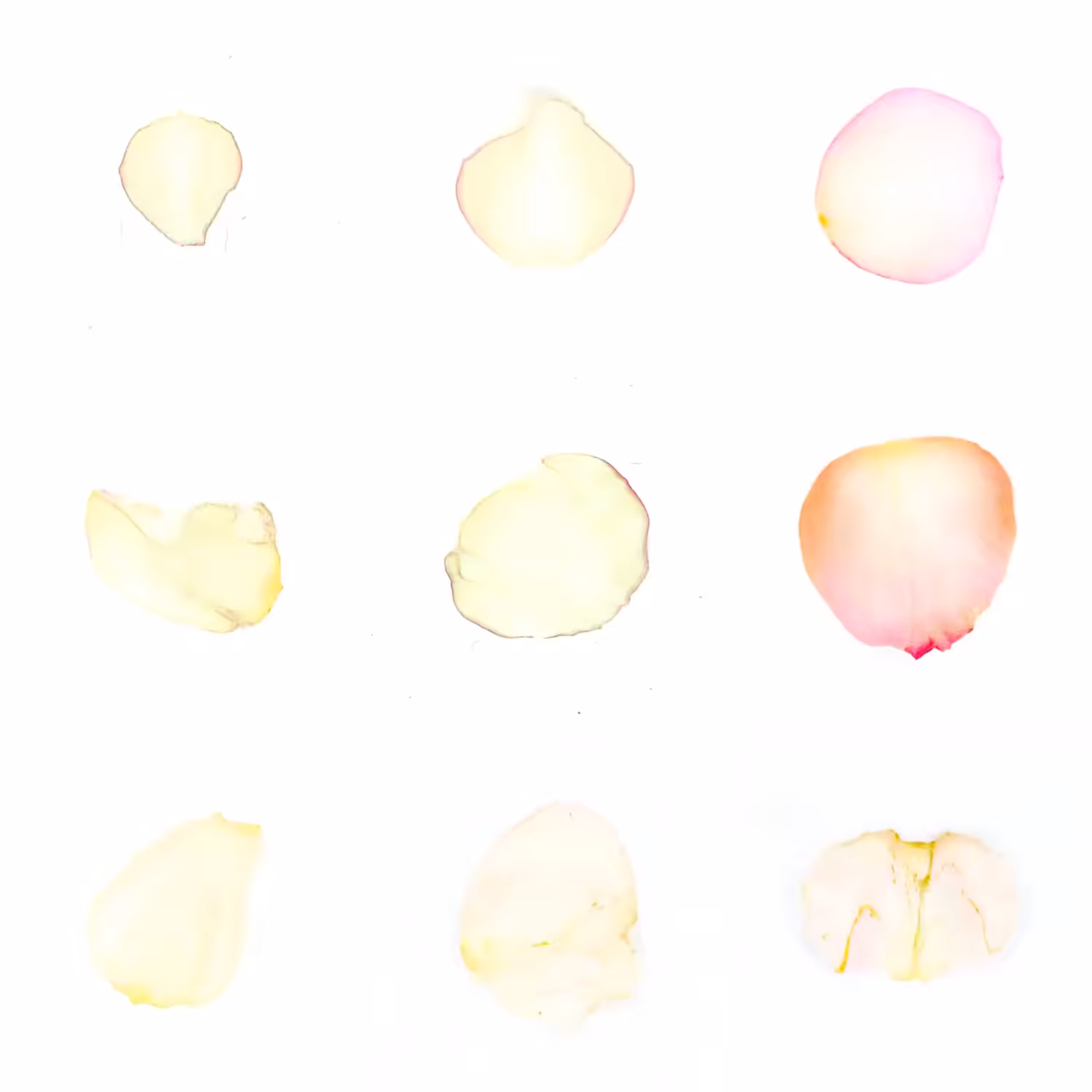 Infinite Petals 3x3#3747