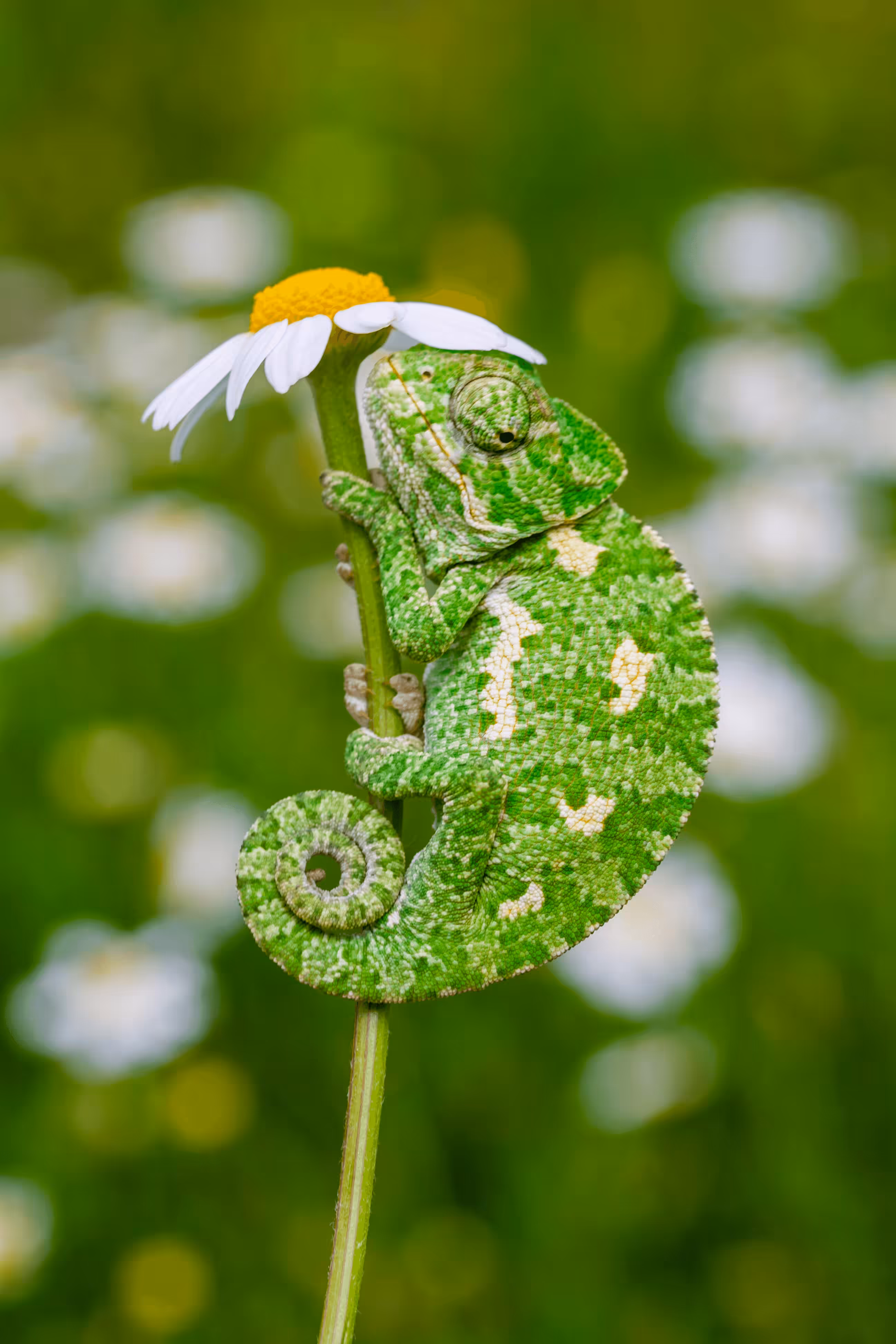 Small chameleon on a daisy