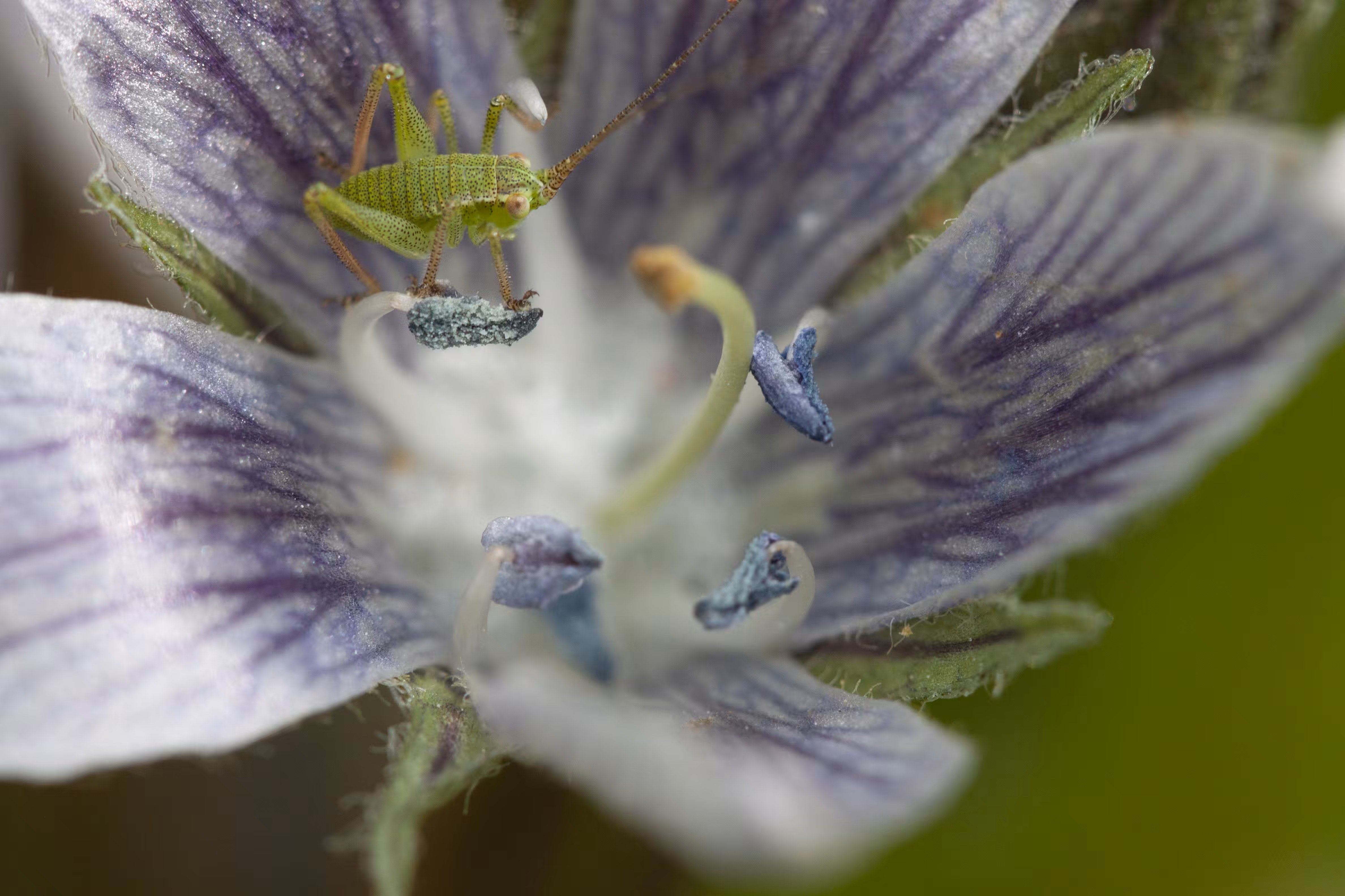 𝘔𝘢𝘯𝘥𝘳𝘢𝘨𝘰𝘳𝘢 𝘢𝘶𝘵𝘶𝘮𝘯𝘢𝘭𝘪𝘴 & Grasshopper