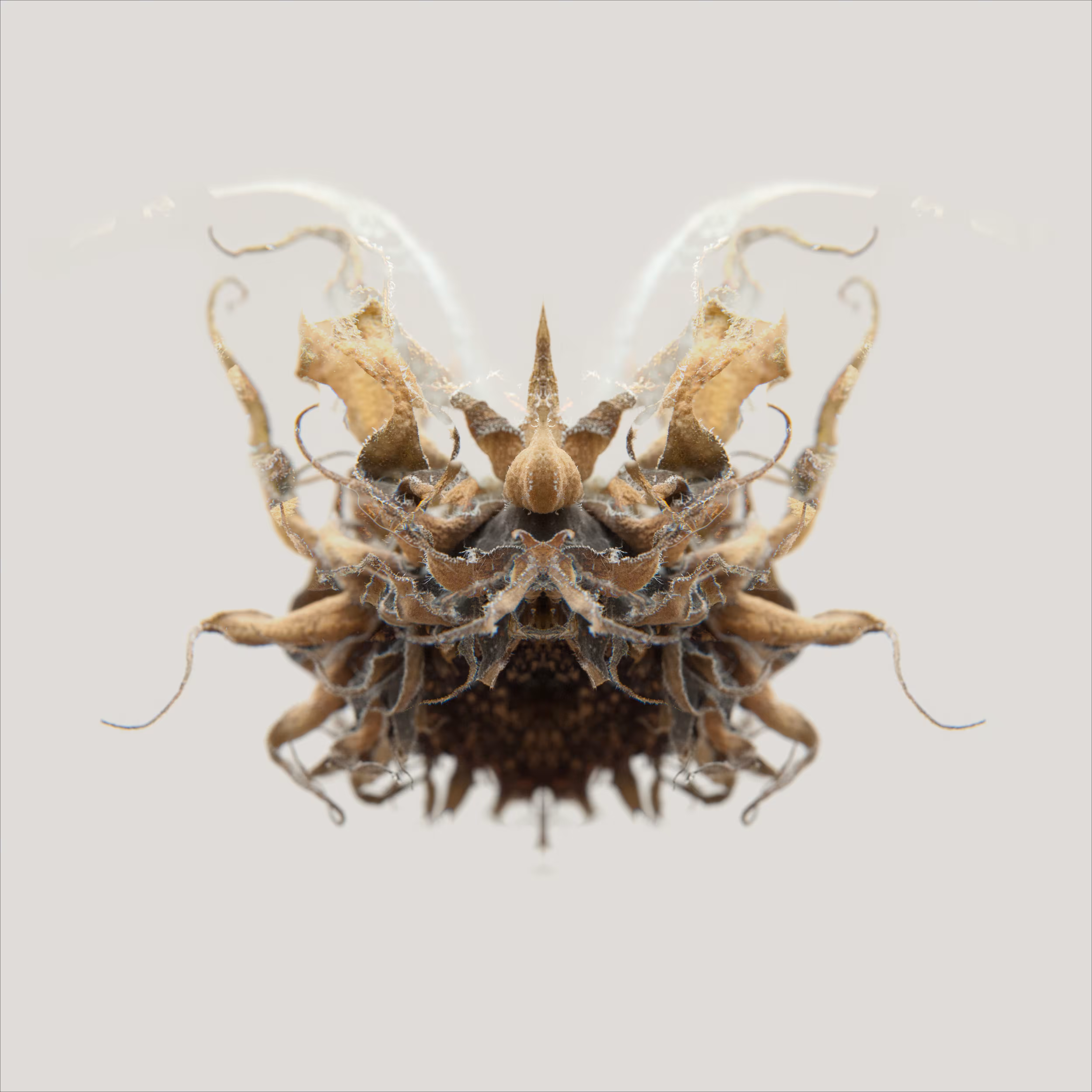 Specimens : Expedition 26 : ENT 2526