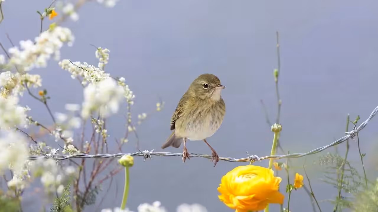 Birds Observations: Ariella, Where Water Meets Sun