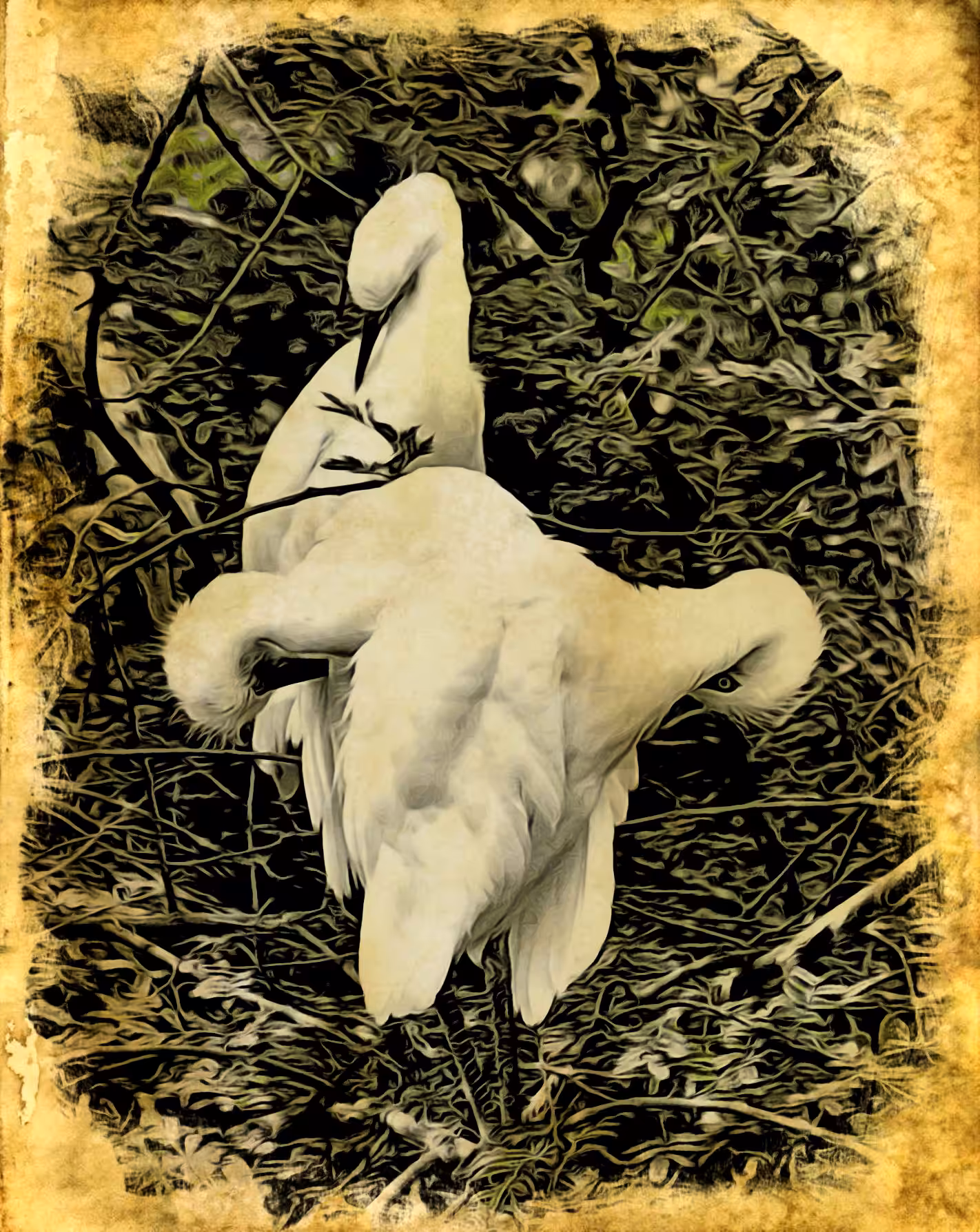 Three birds