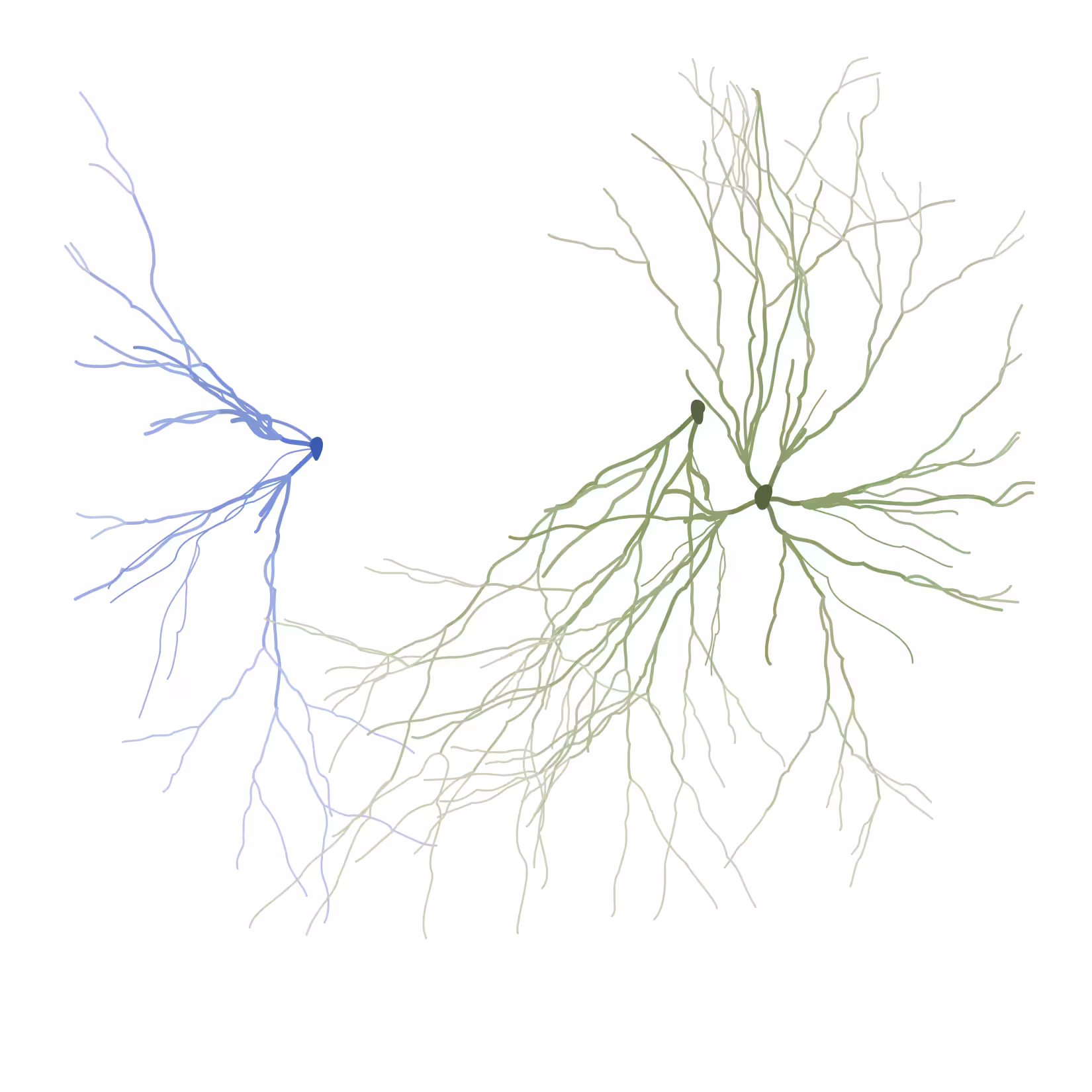 Ghost Forest Seedlings: Ghost Forest Seedling #529