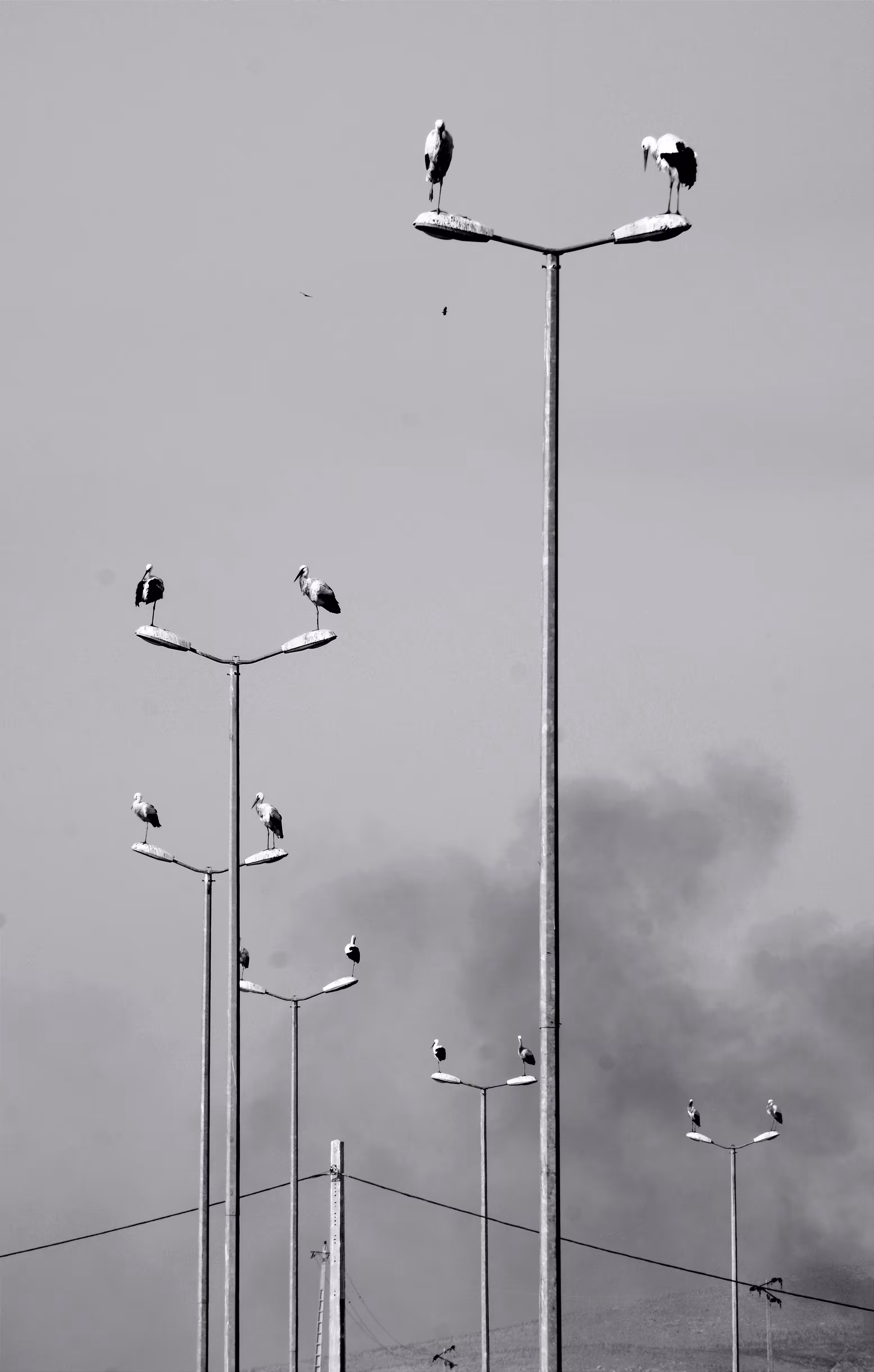 The storks on the electric lamps