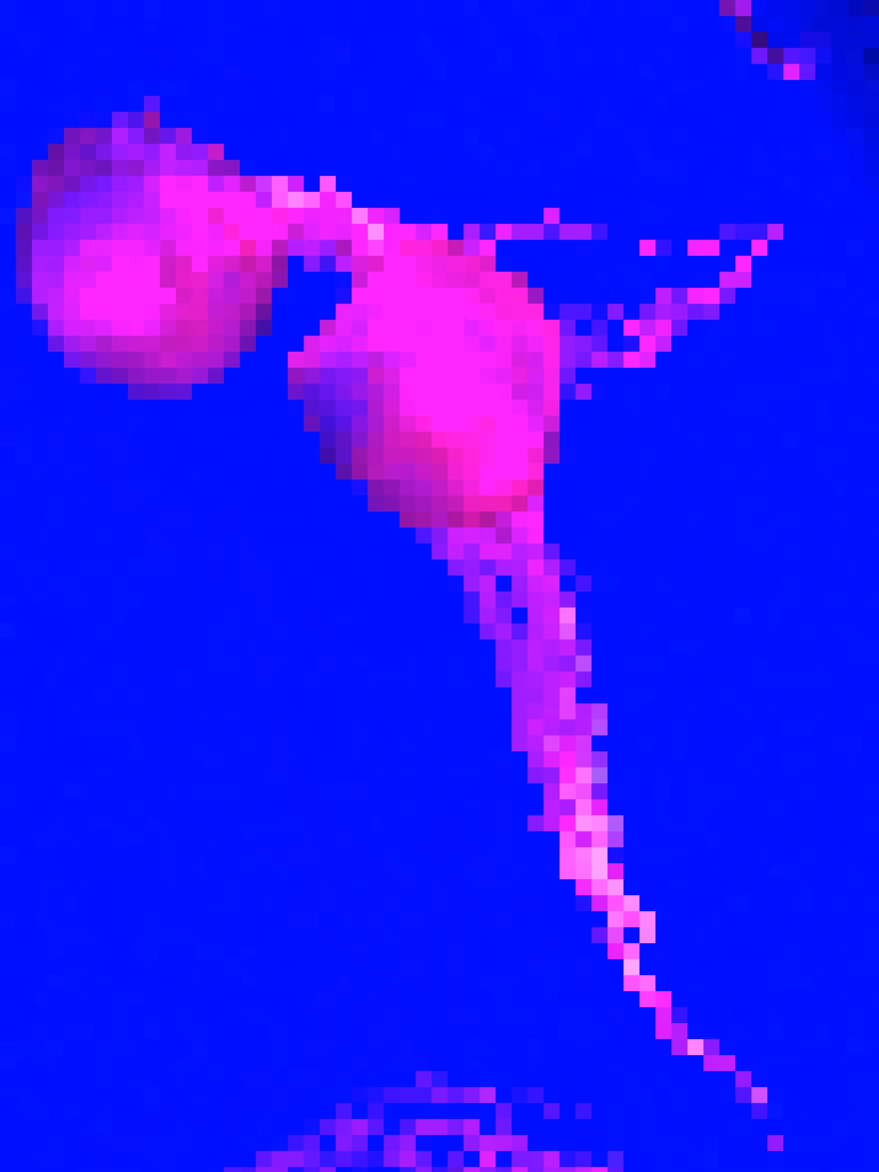 two pixelated, dancing jellyfish