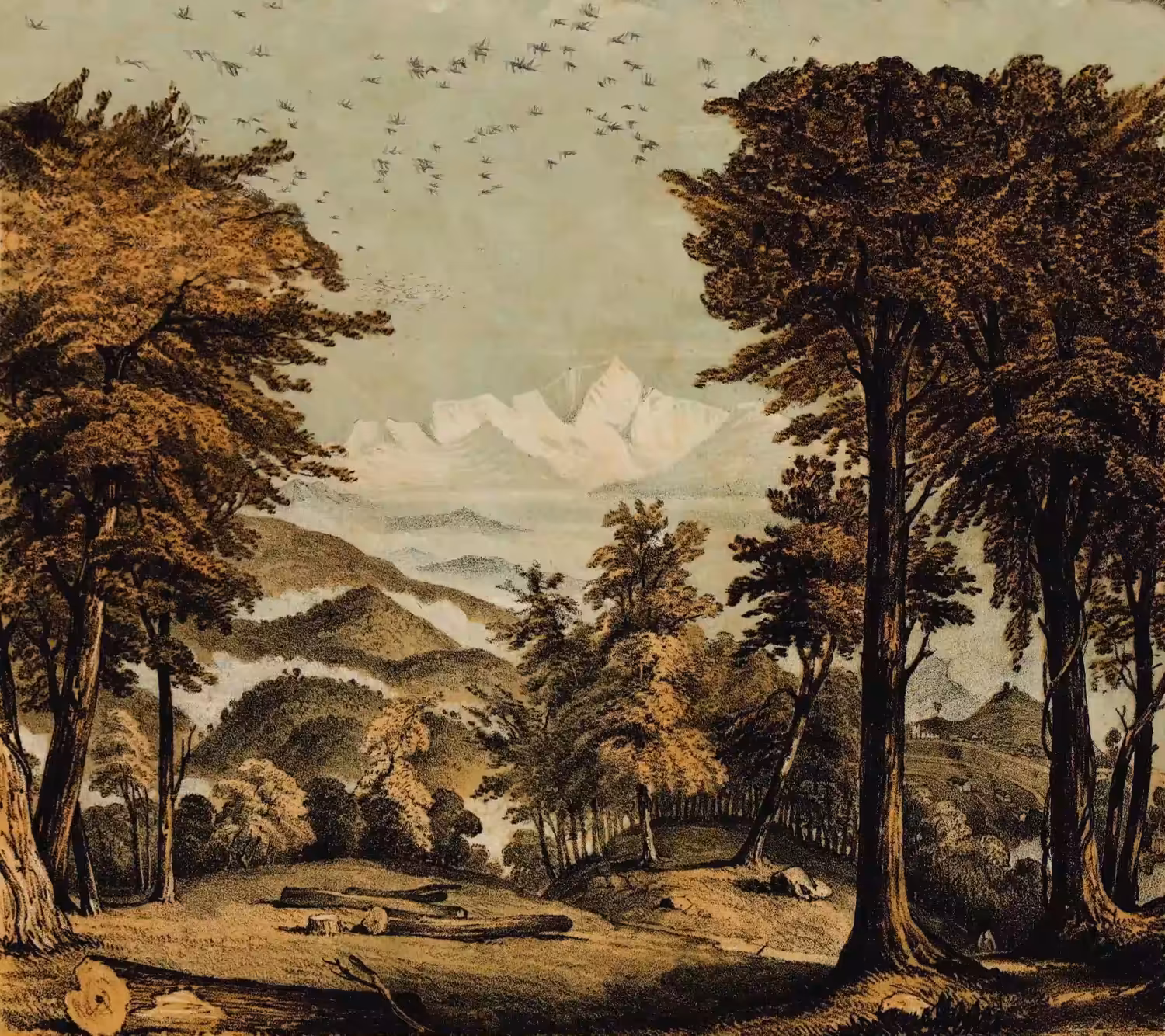 THE PRESENCE OF THE FOREST