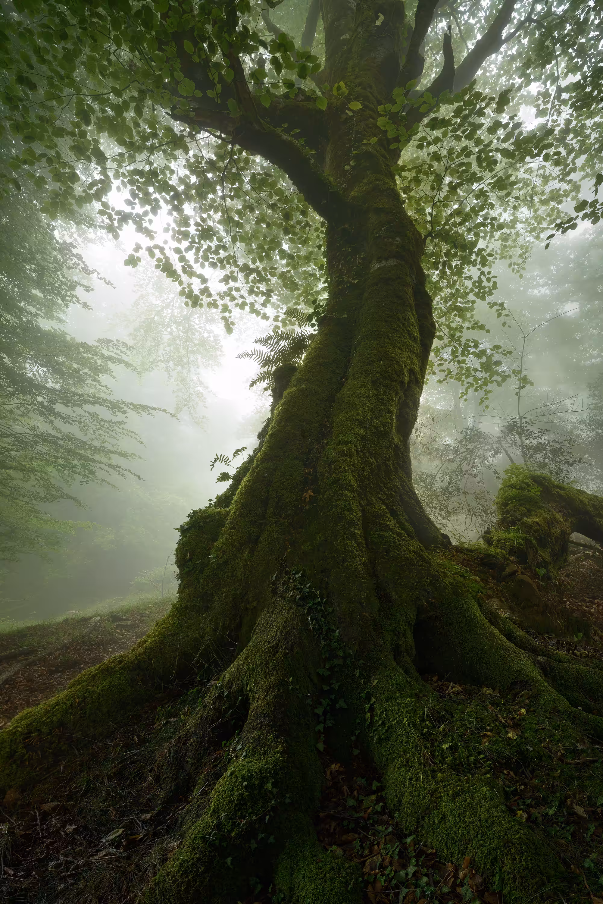Wandering in the Fog