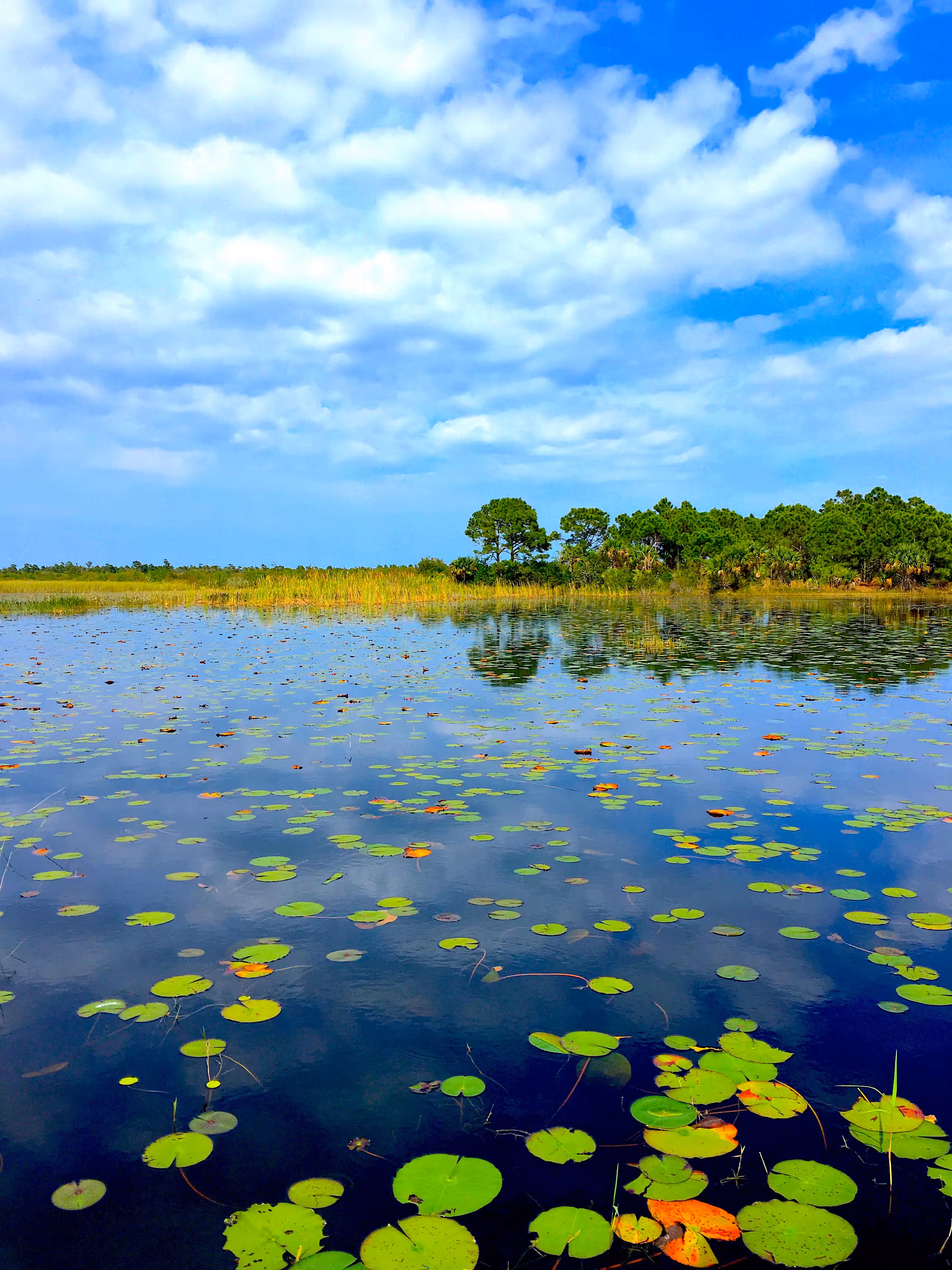 Water Lilies