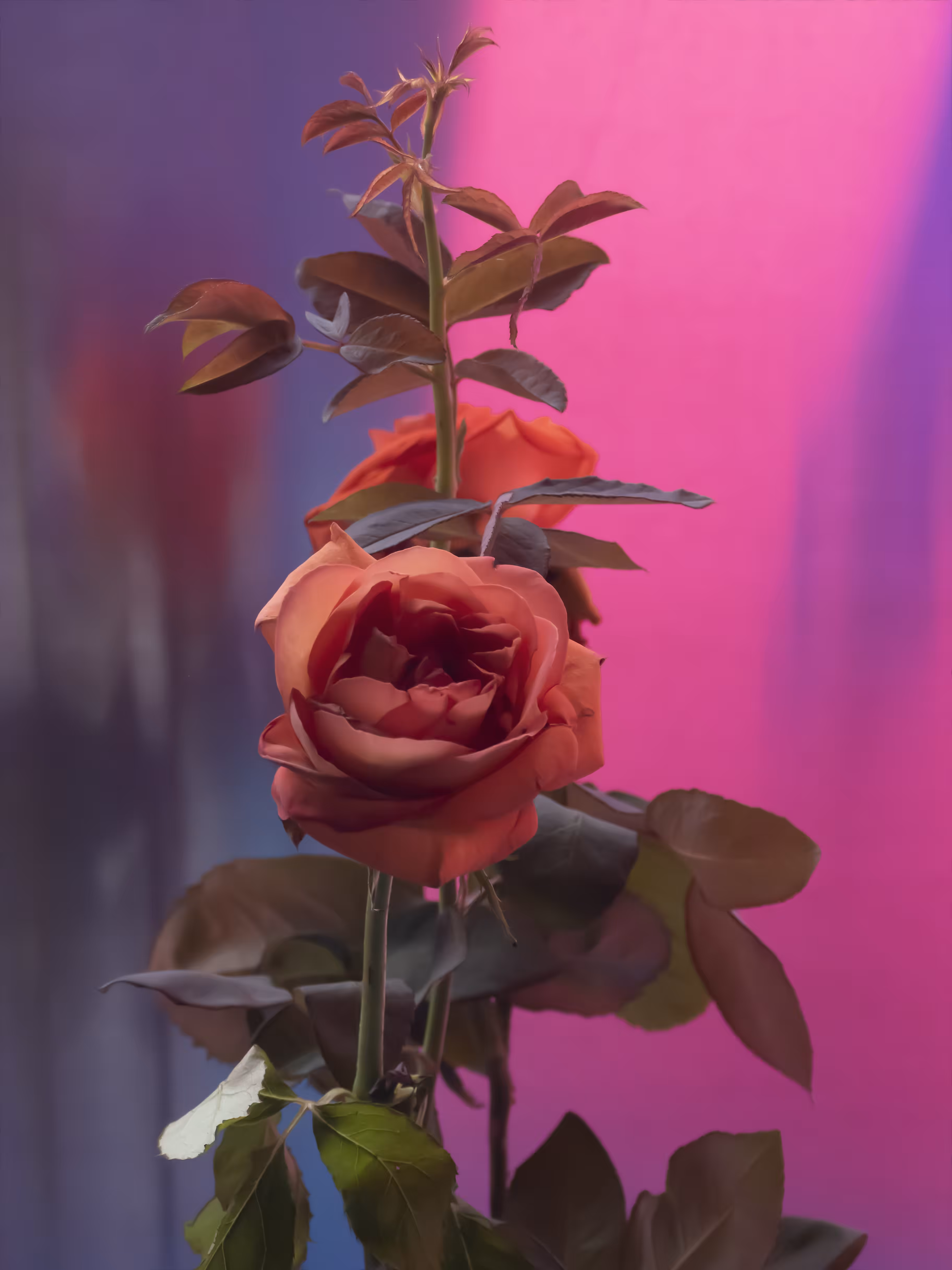 Roses