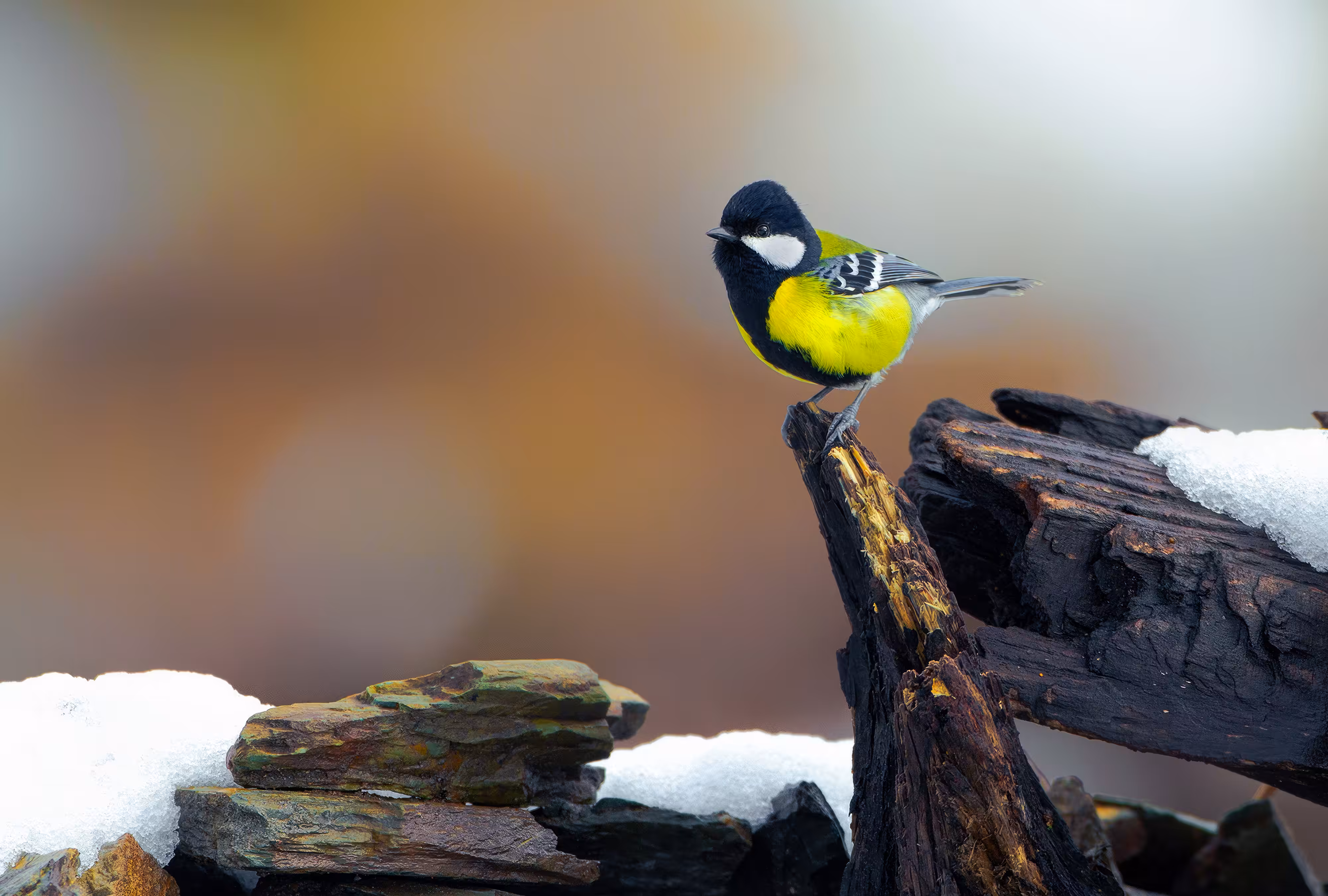Green Backed Tit