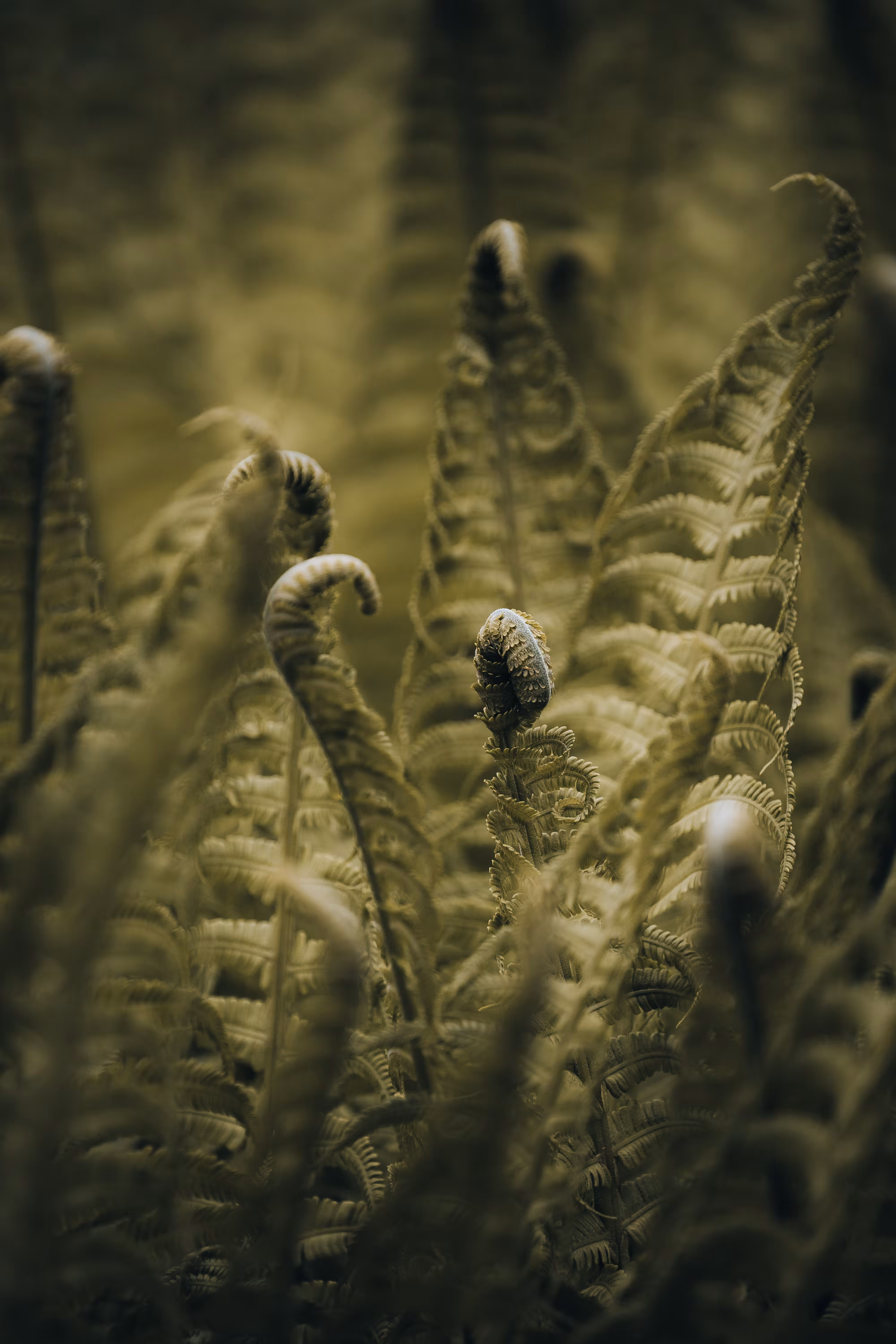 yung fern #03