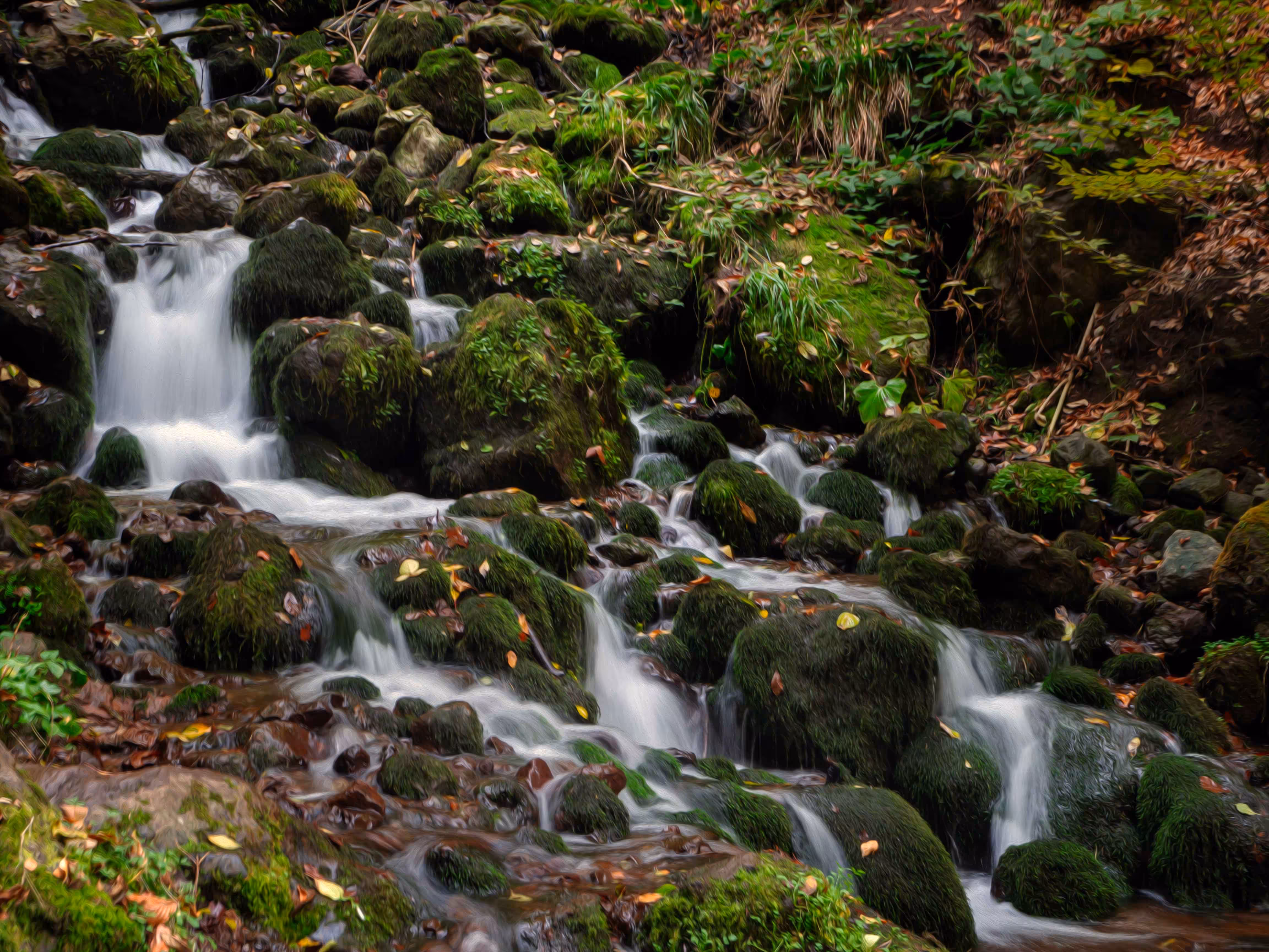 Serenity in the Heart of Forest