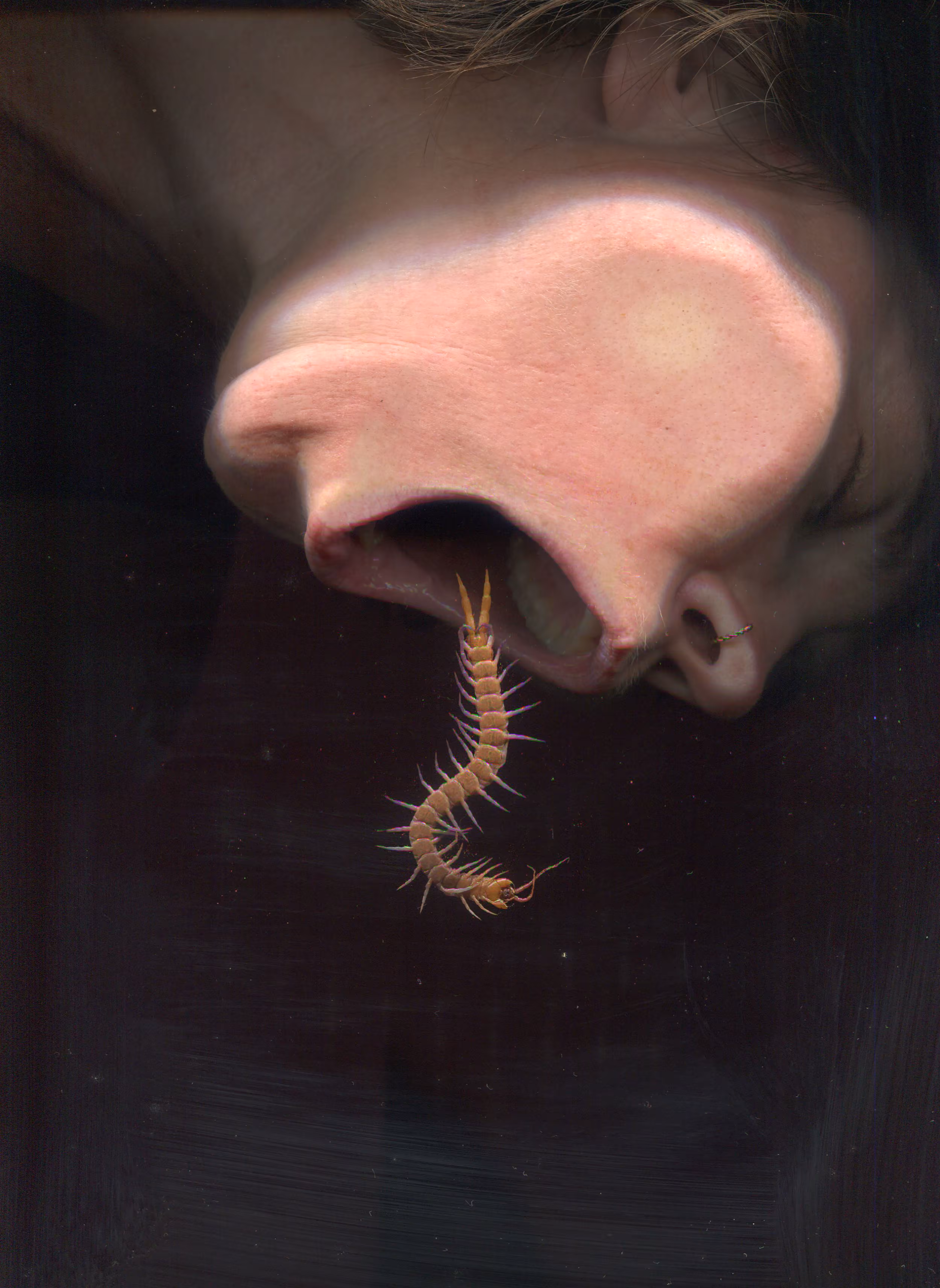 Swallow