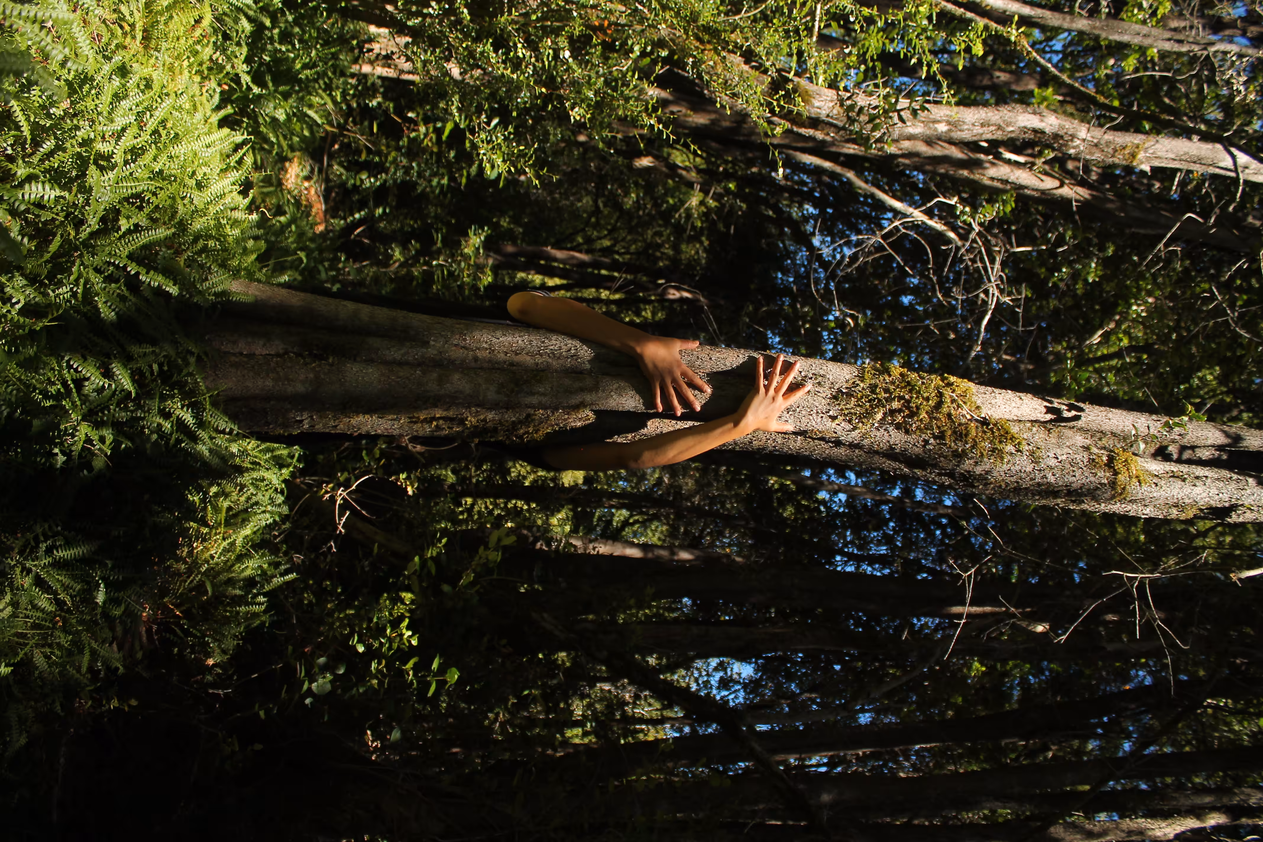 Hug a tree