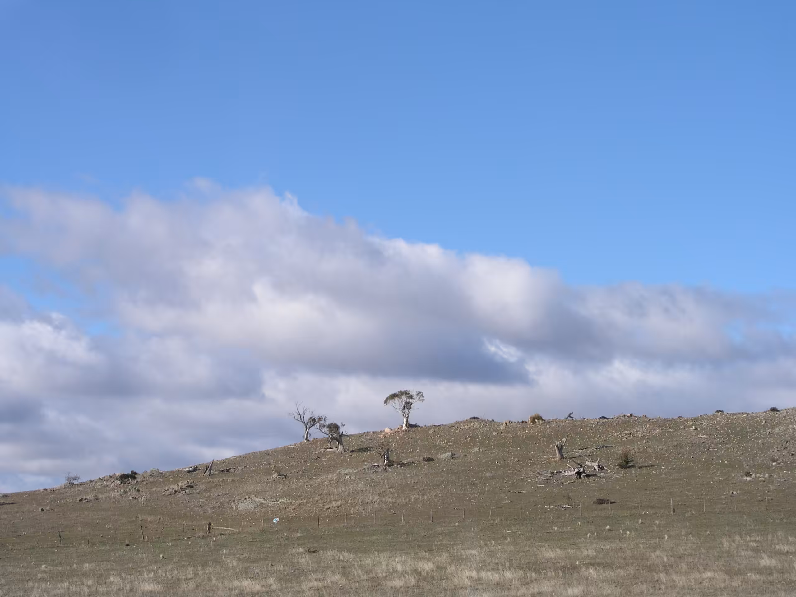 cooma monaro.. trees from the distance car
