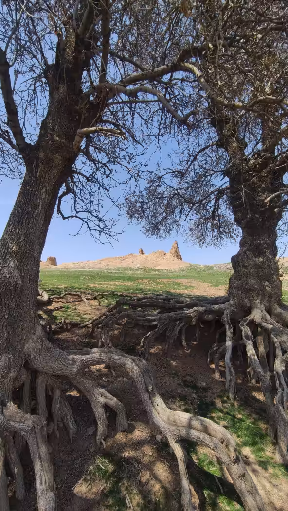 Old castle in the old trees 