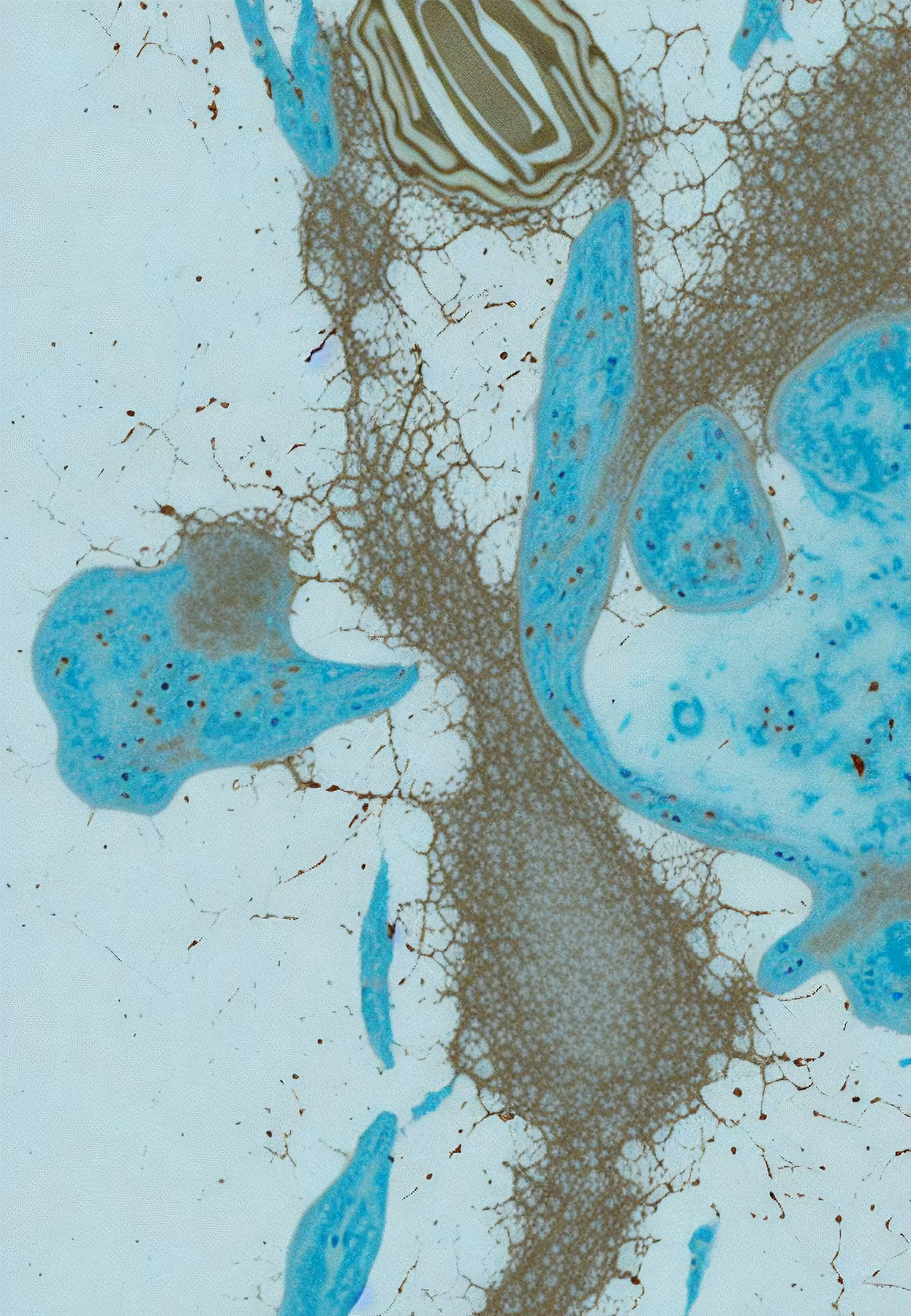 In Vivo, In Vitro, In Silico: Histologia In Silico #44