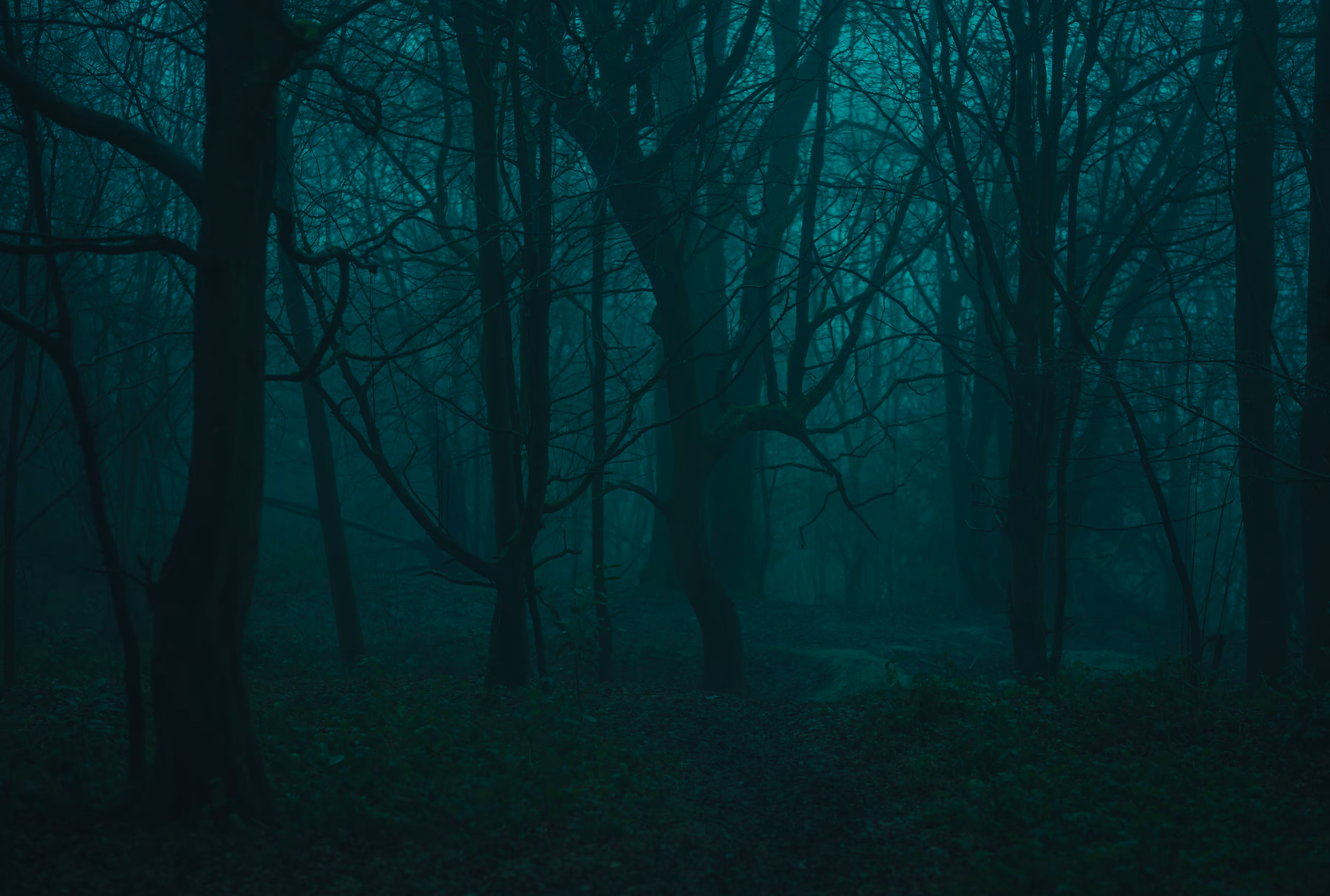 Deep in the forest