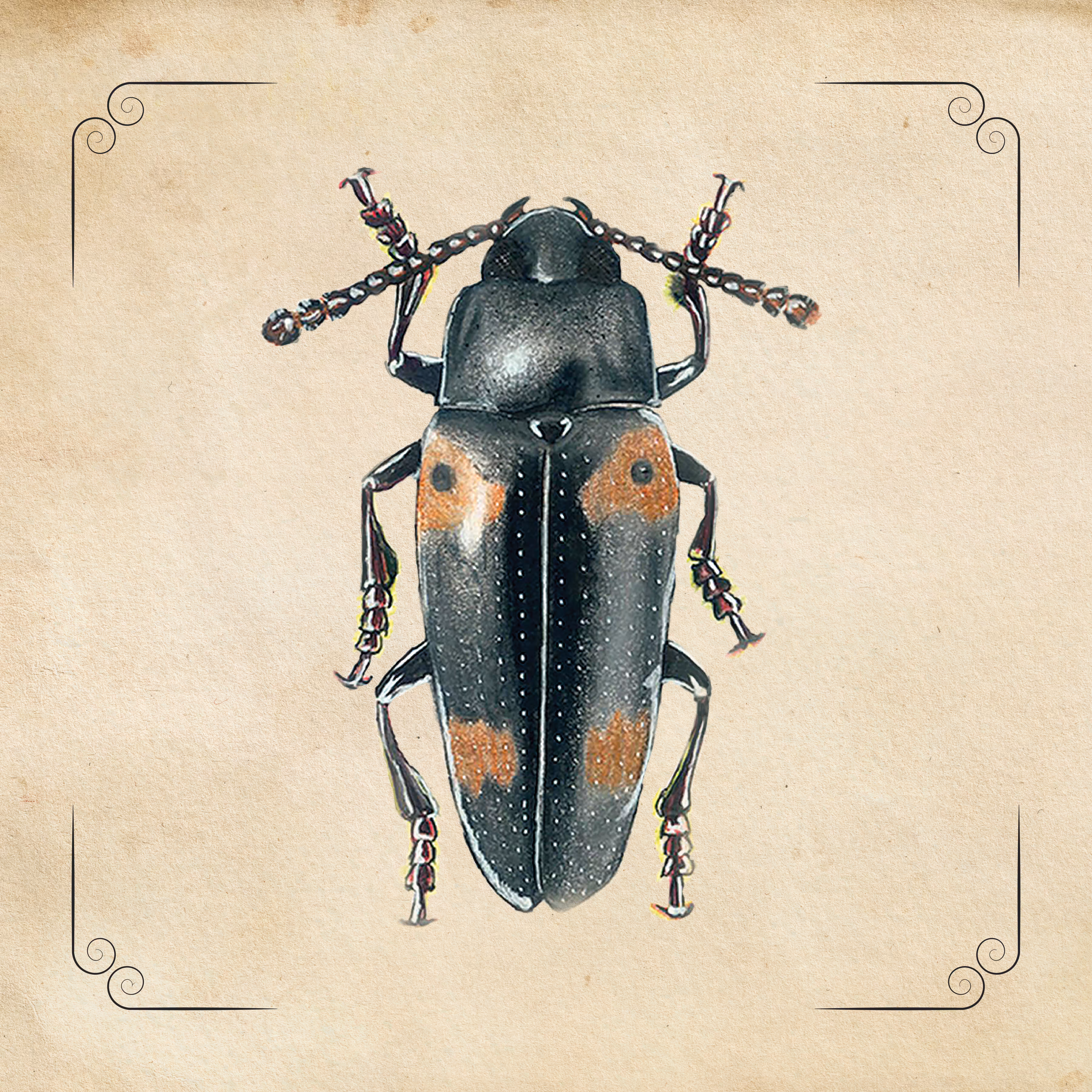 Erotylidae Beetle Family