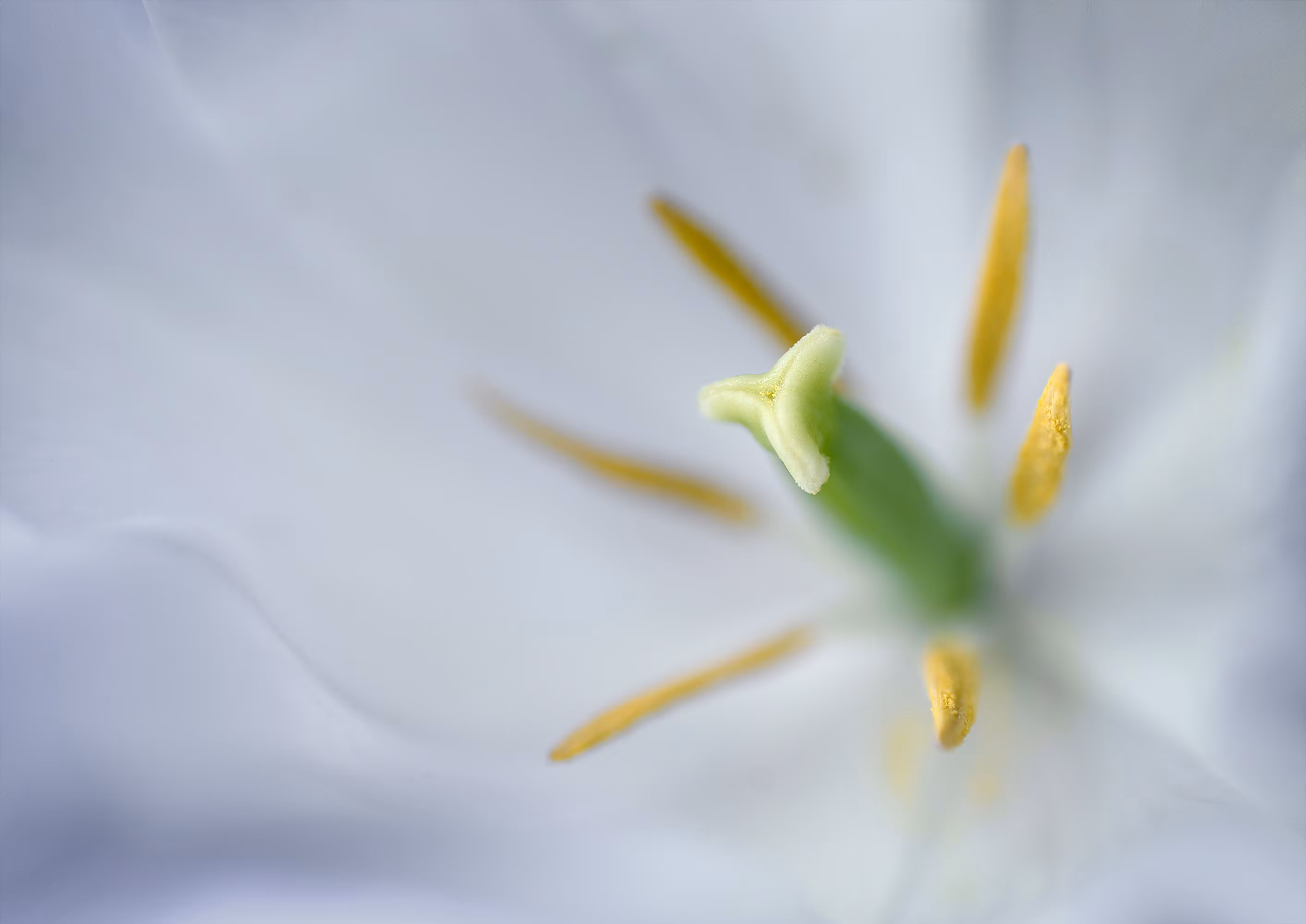Tulip 01