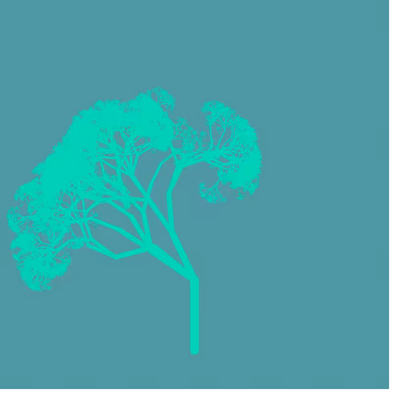 Pinus Pinea #13