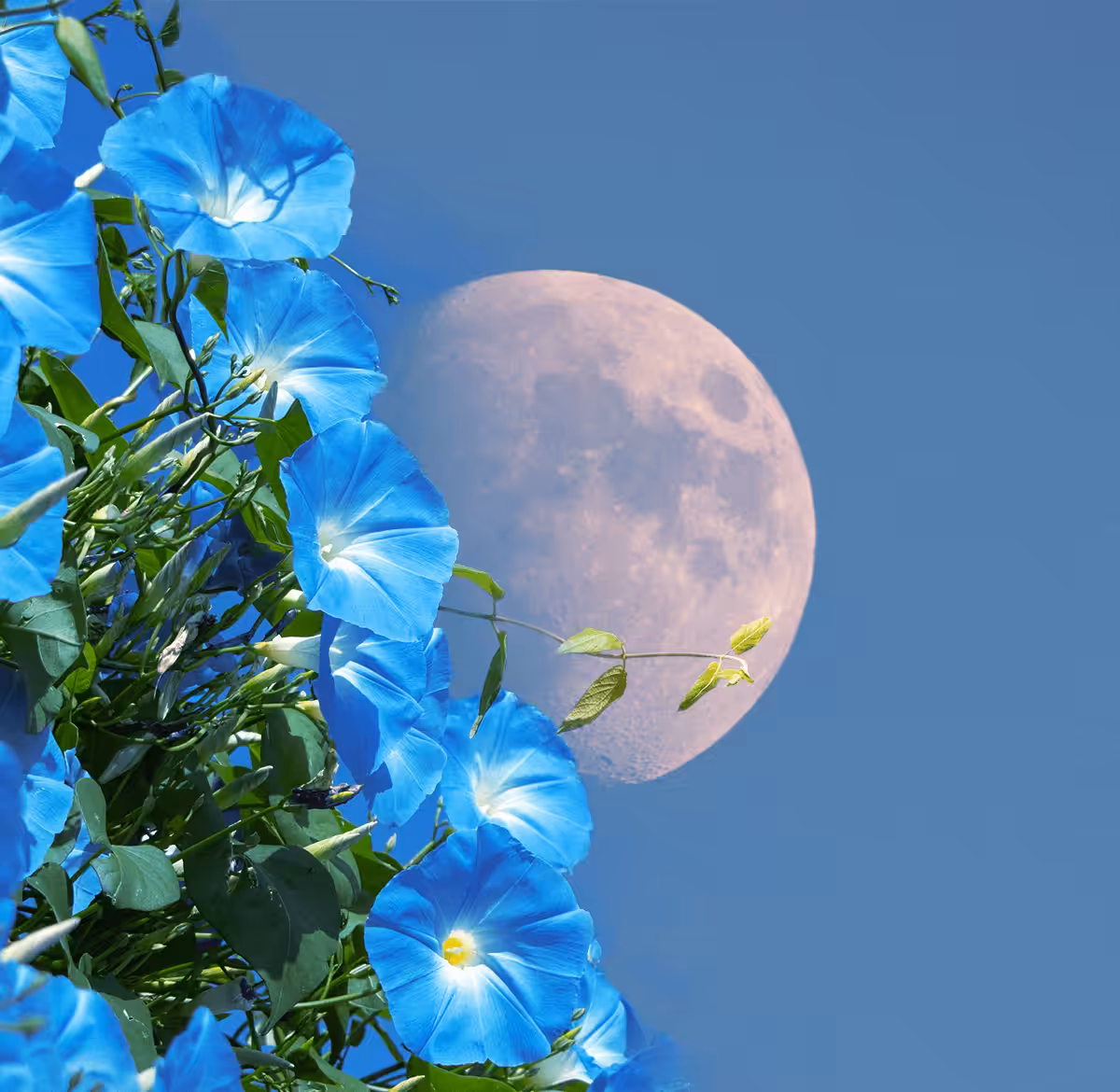 Ivy & Moon