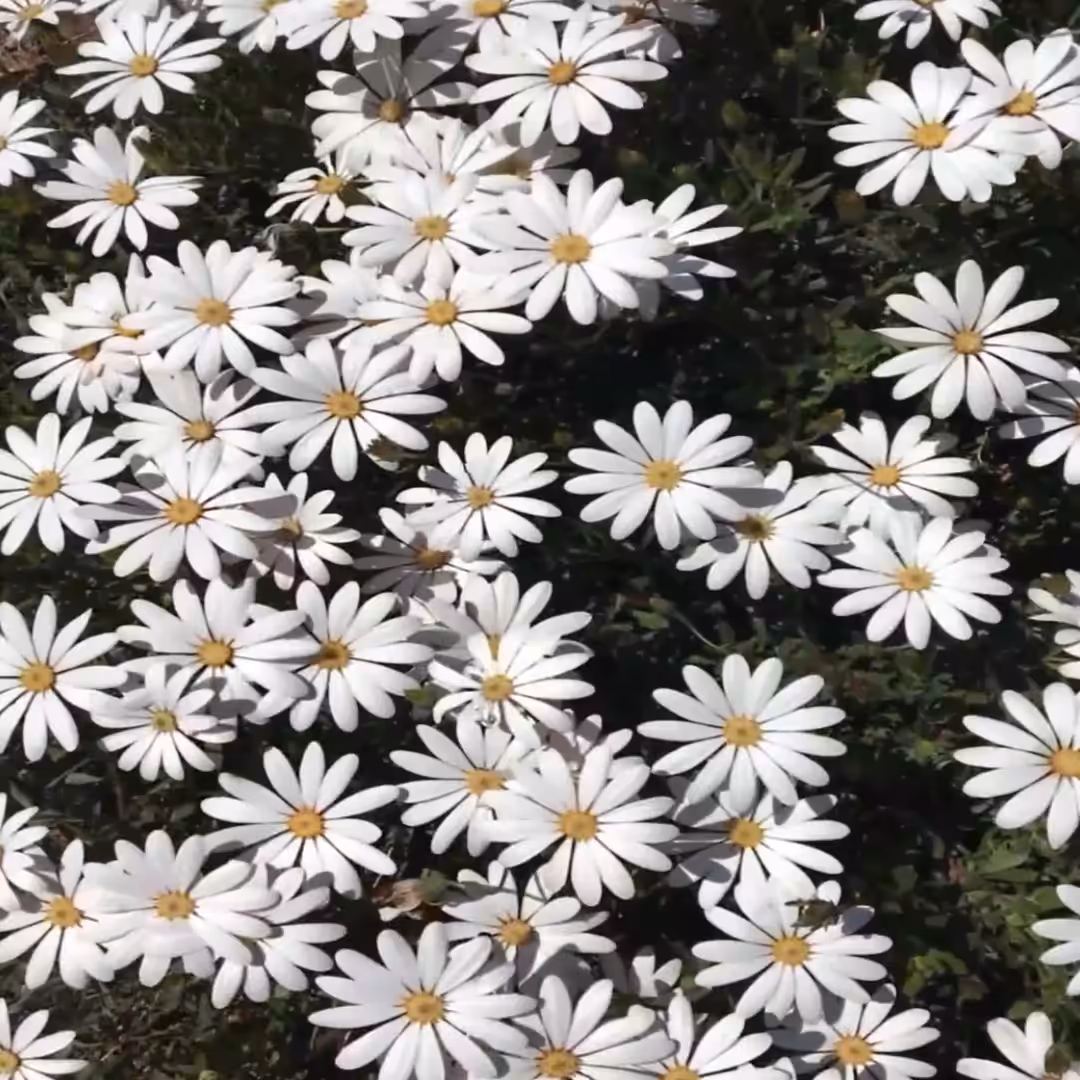 Spring2021_02