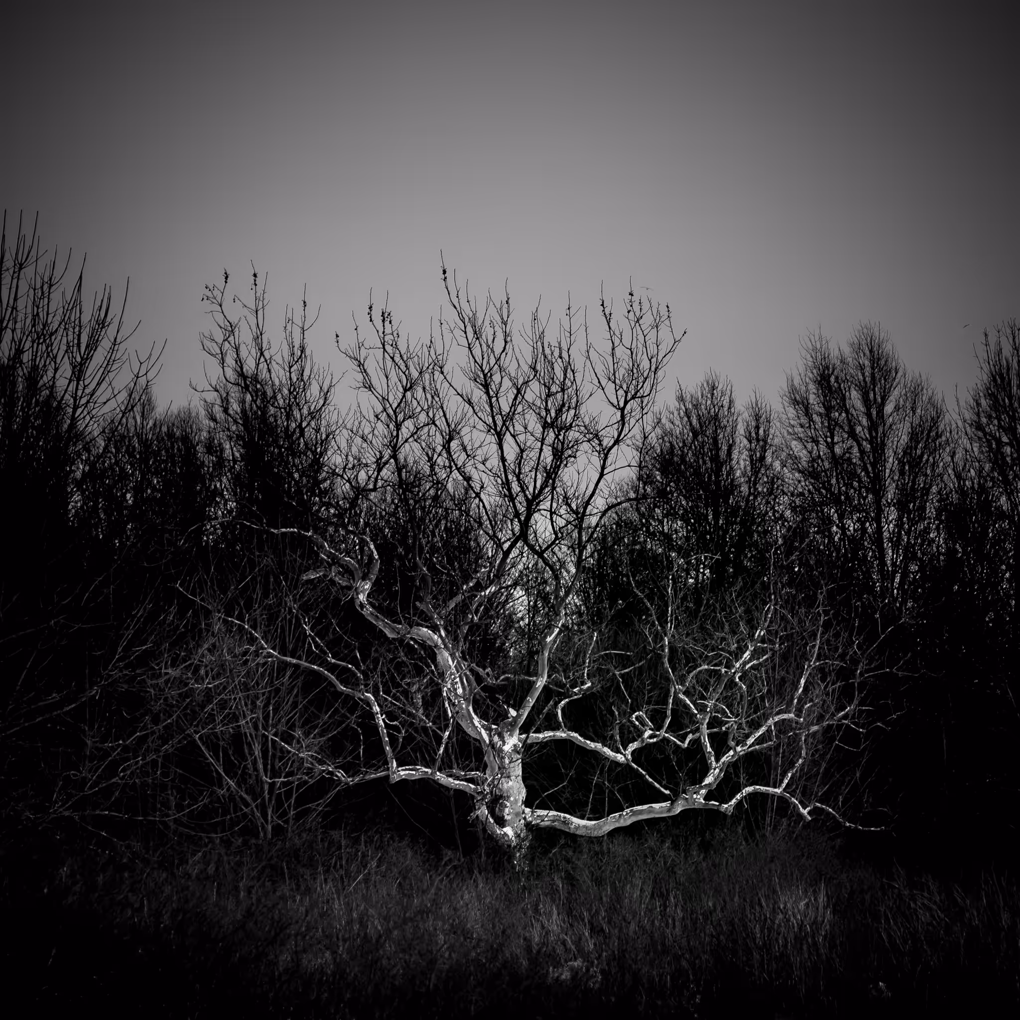 #13 Bright Darkness