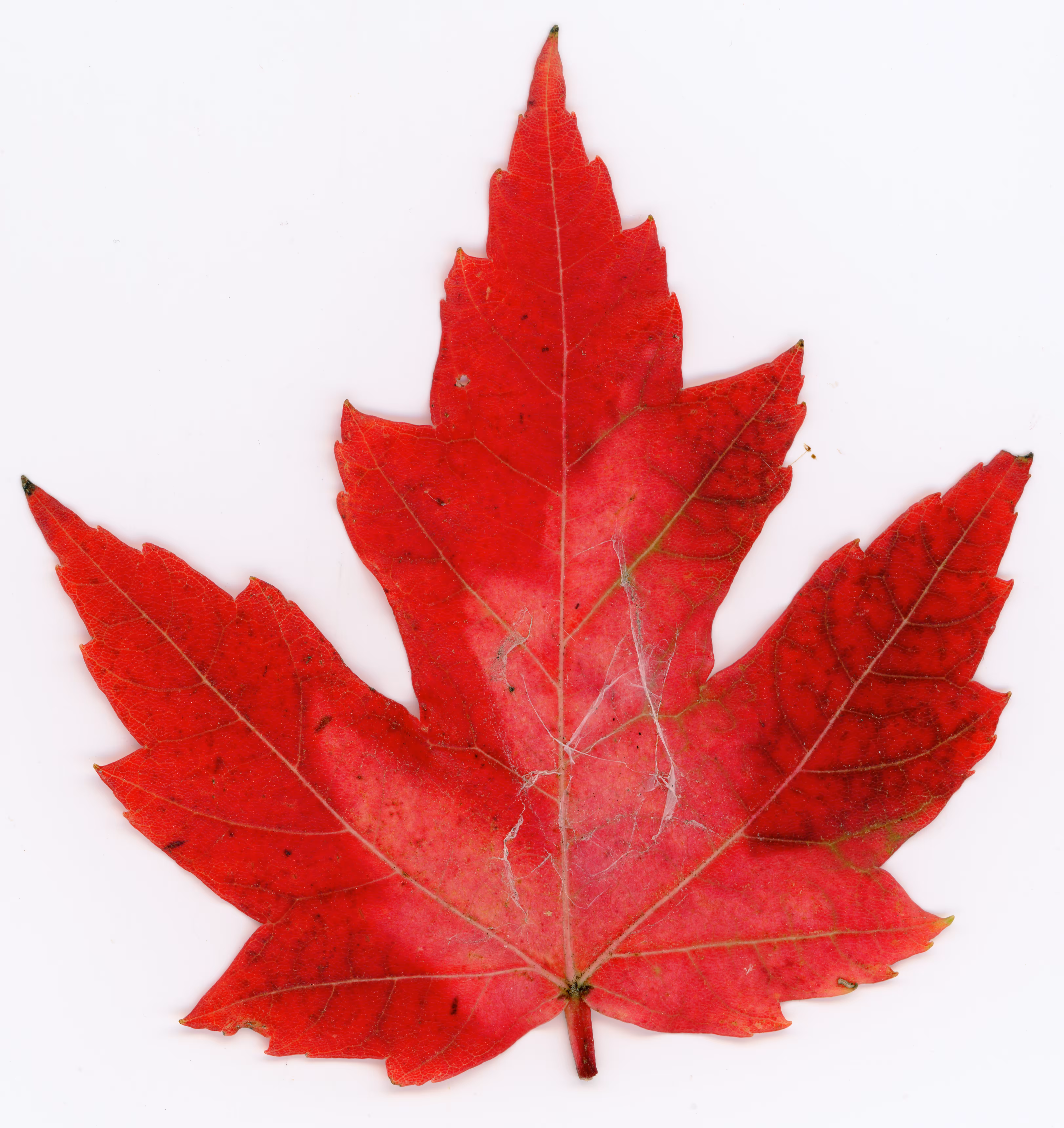 Autumnatic Intimacy #14