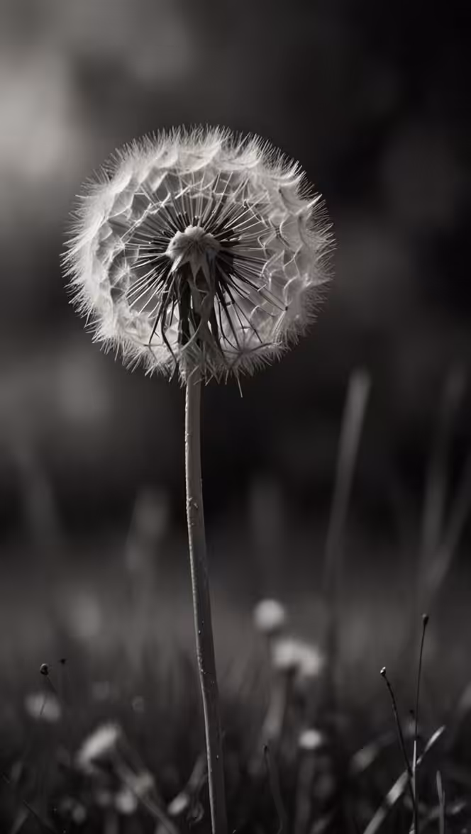 Dandelion