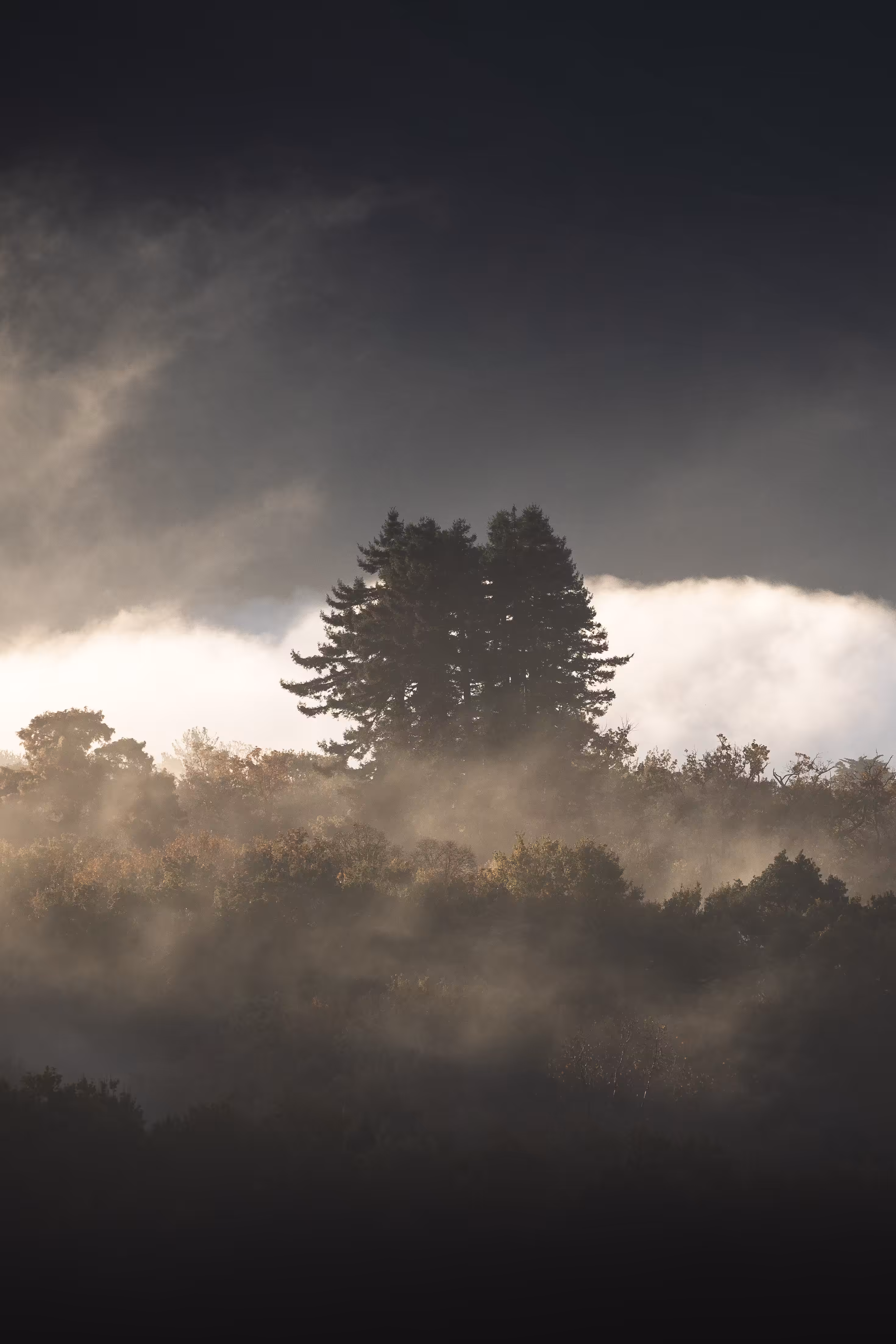 Basque Inversion #2
