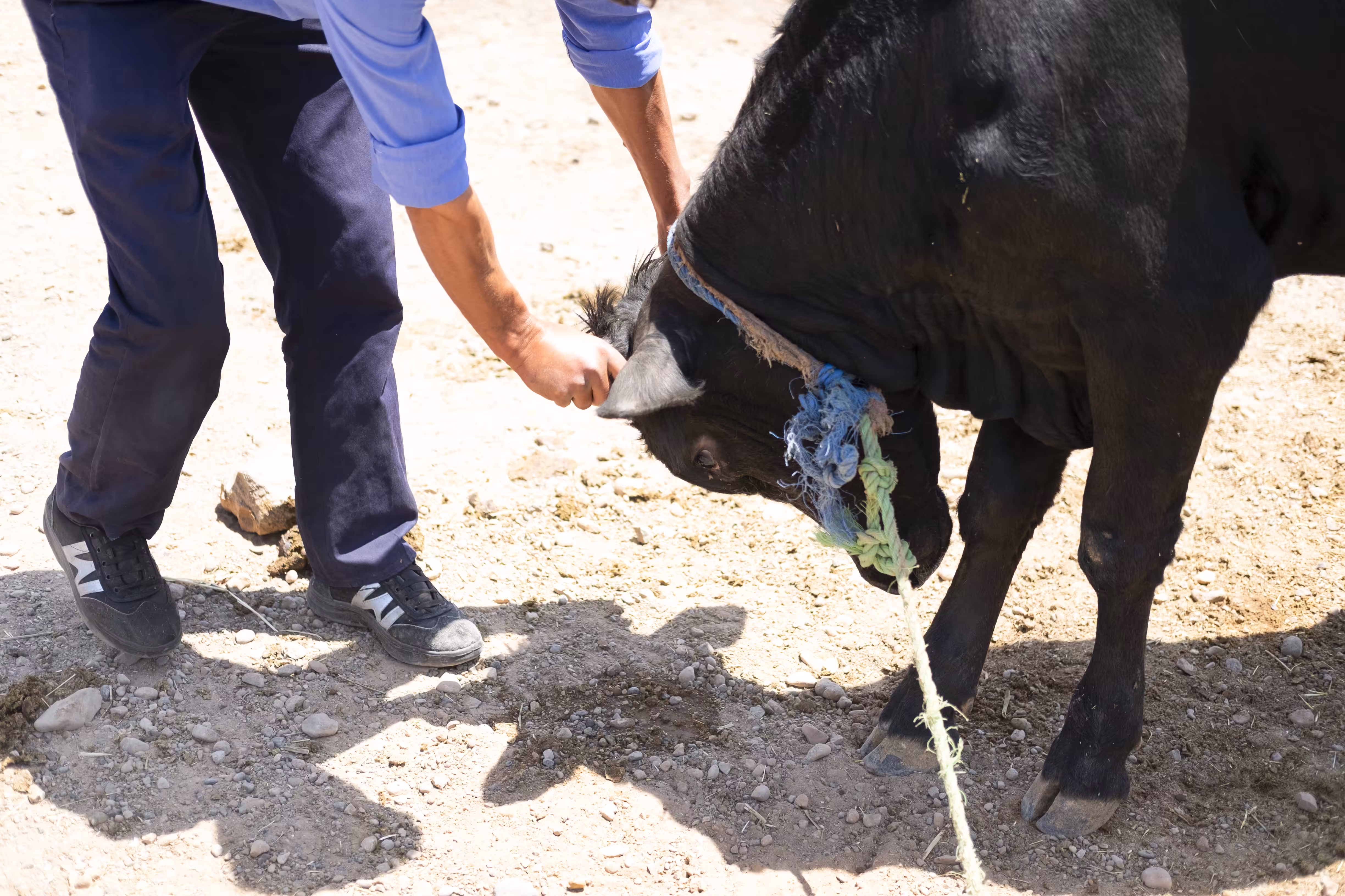 cow