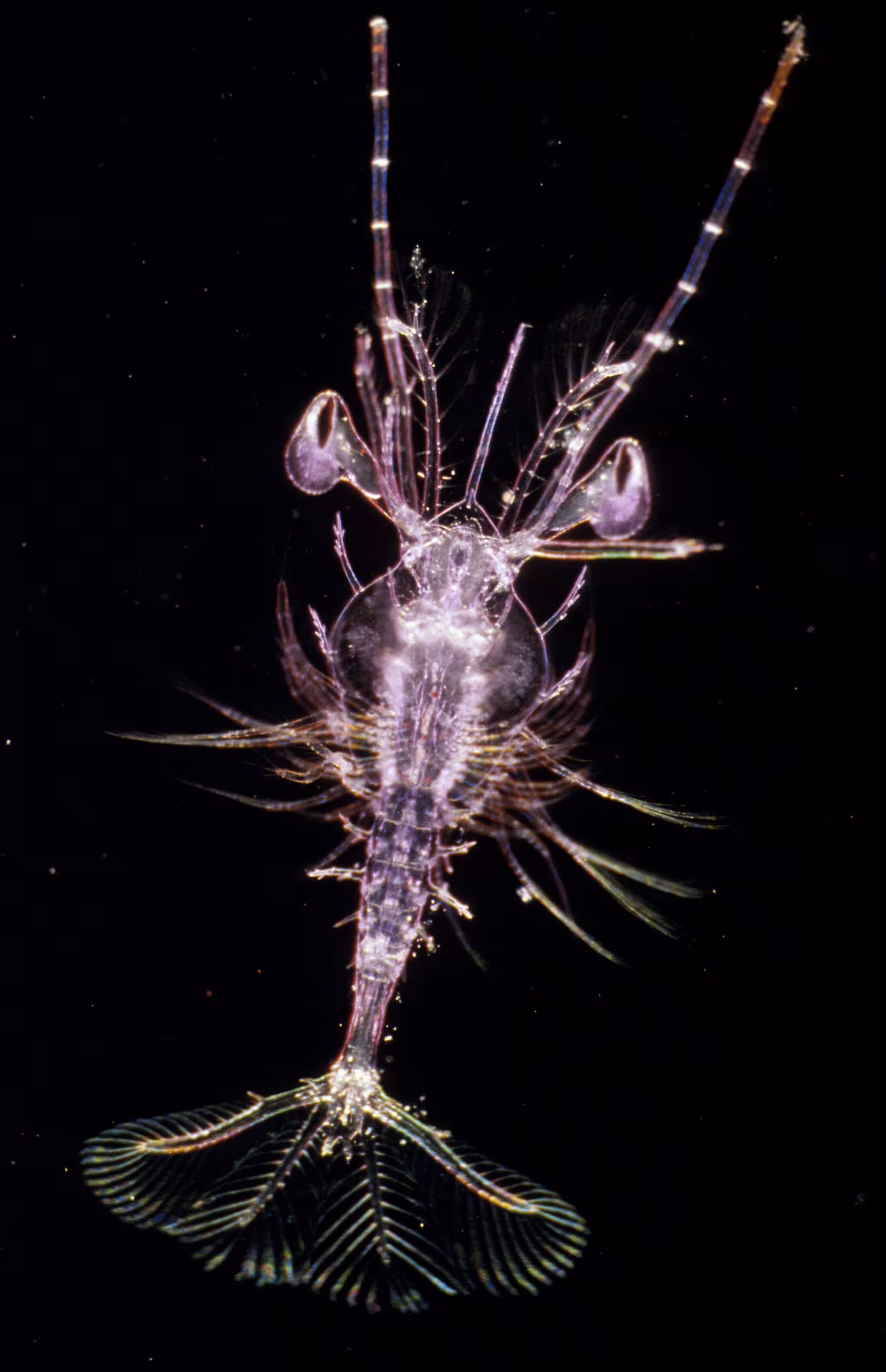 Invisible Oceans Founder's Collection: Invisible Oceans #21: Crustacea I