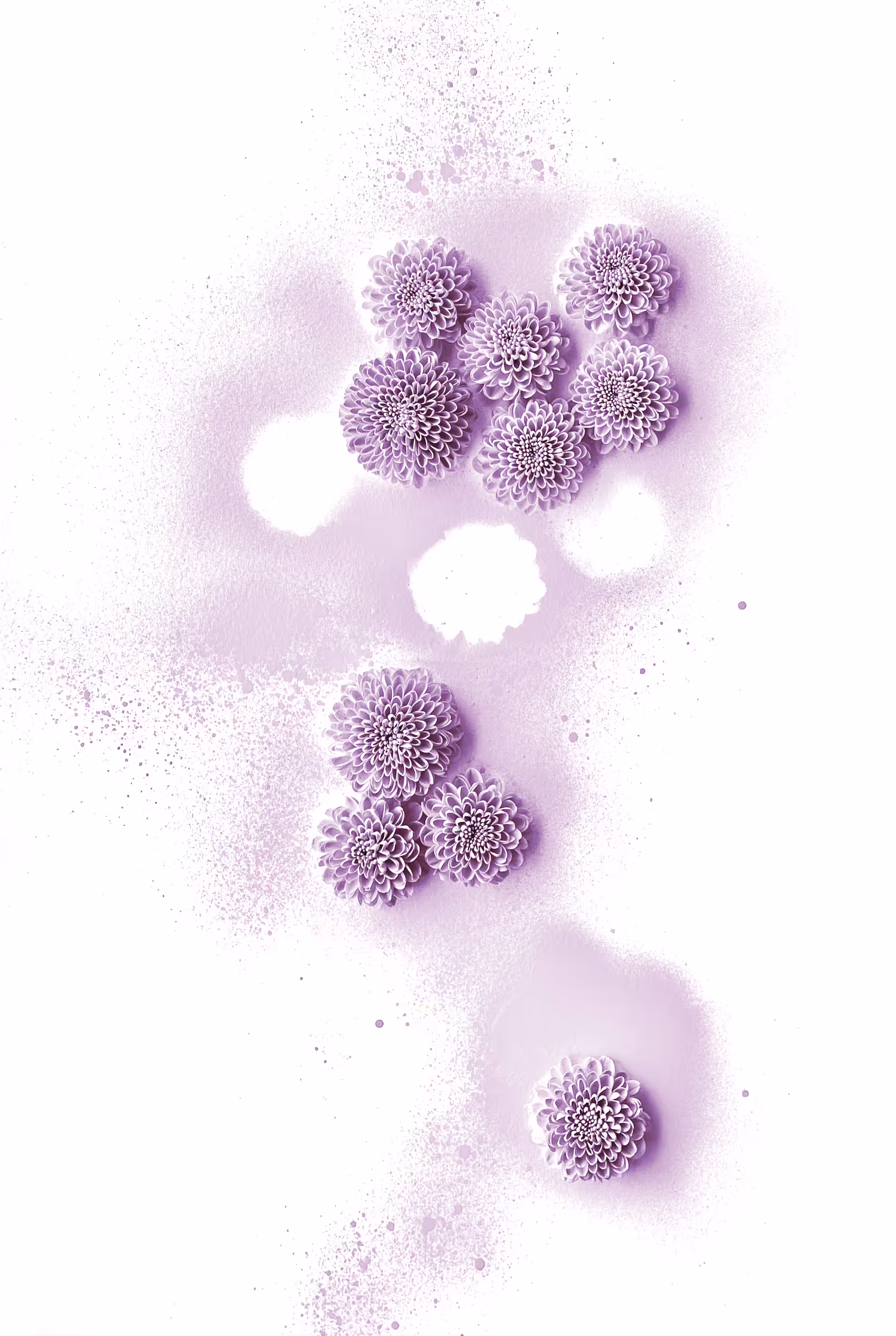 桜 11