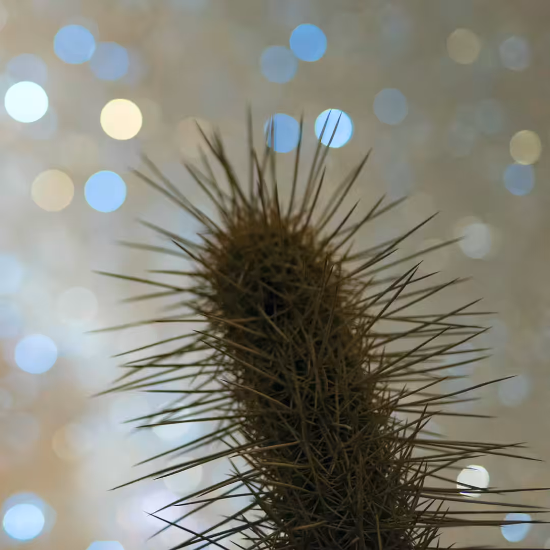 Noctu Cactii 